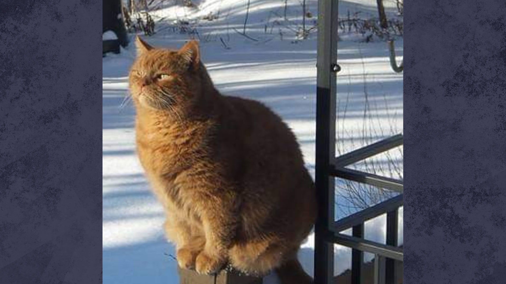 Un Chat Disparu Depuis Cinq Ans Retrouve Sa Famille Pour Noel Noovo Info