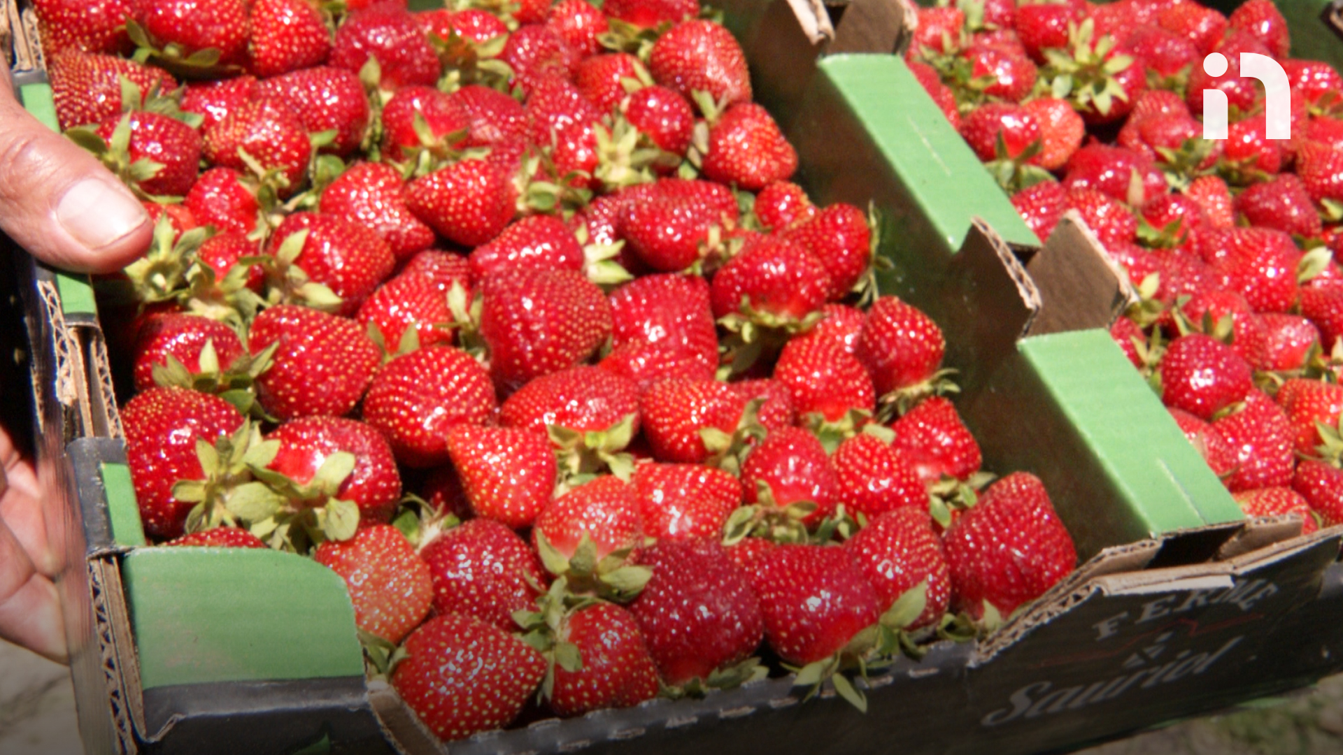 Les Fraises Du Québec Sont Arrivées Avec Près De Deux Semaines Davance