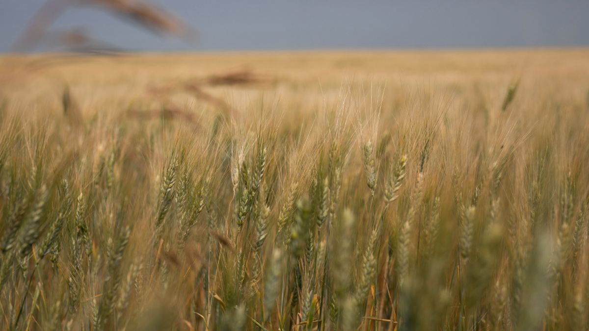 Voici un champ de blé au Canada. 