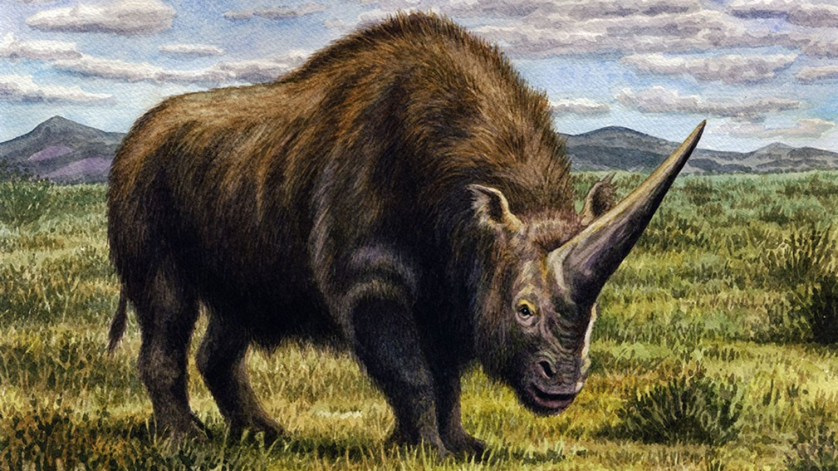 Peinture illustrant l’Elasmotherium sibiricum. 