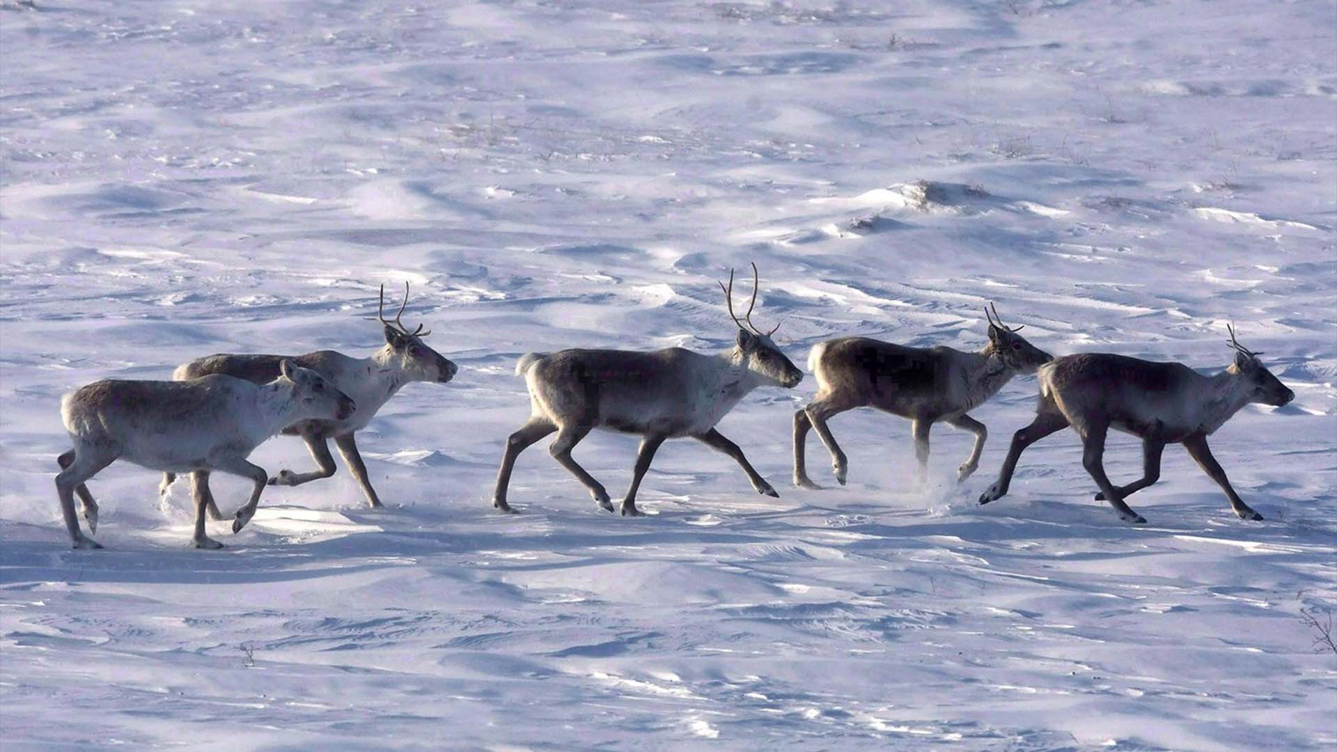 Des caribous sauvages parcourent la toundra du Nunavut le 25 mars 2009. De nouvelles recherches démontrent que la chasse autochtone n'a pas causé l'effondrement des troupeaux de caribous autrefois puissants dans le Nord canadien.