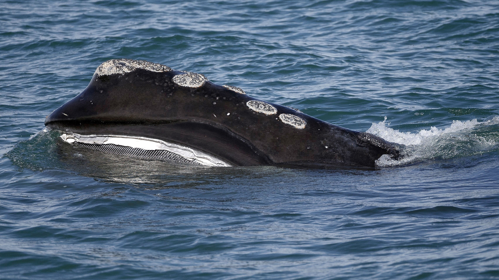 Photo d'une baleine noire en 2018.