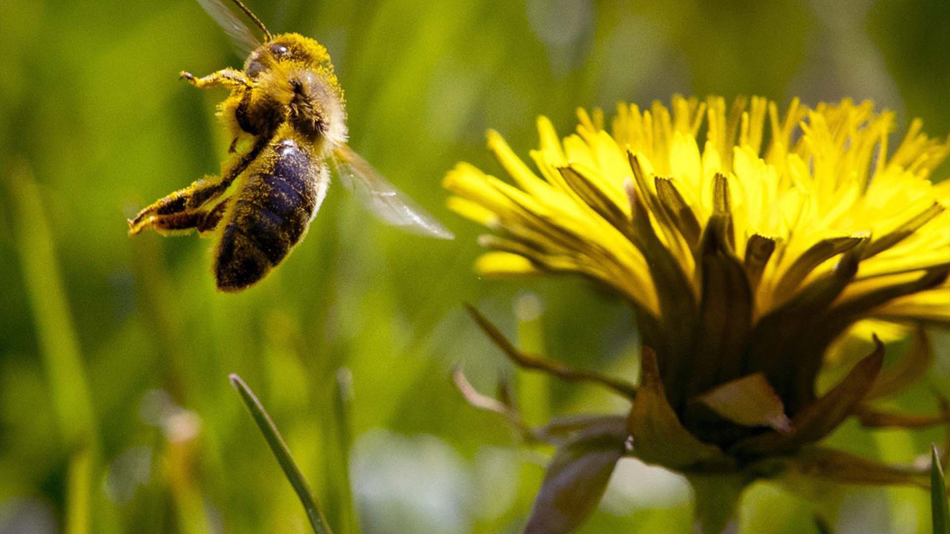 Plus tôt cette semaine en conférence de presse, le regroupement Apiculteurs et des apicultrices du Québec (AADQ) a expliqué que le long été 2021 a créé les conditions propices à la propagation du varroa, un parasite qui attaque les abeilles. 