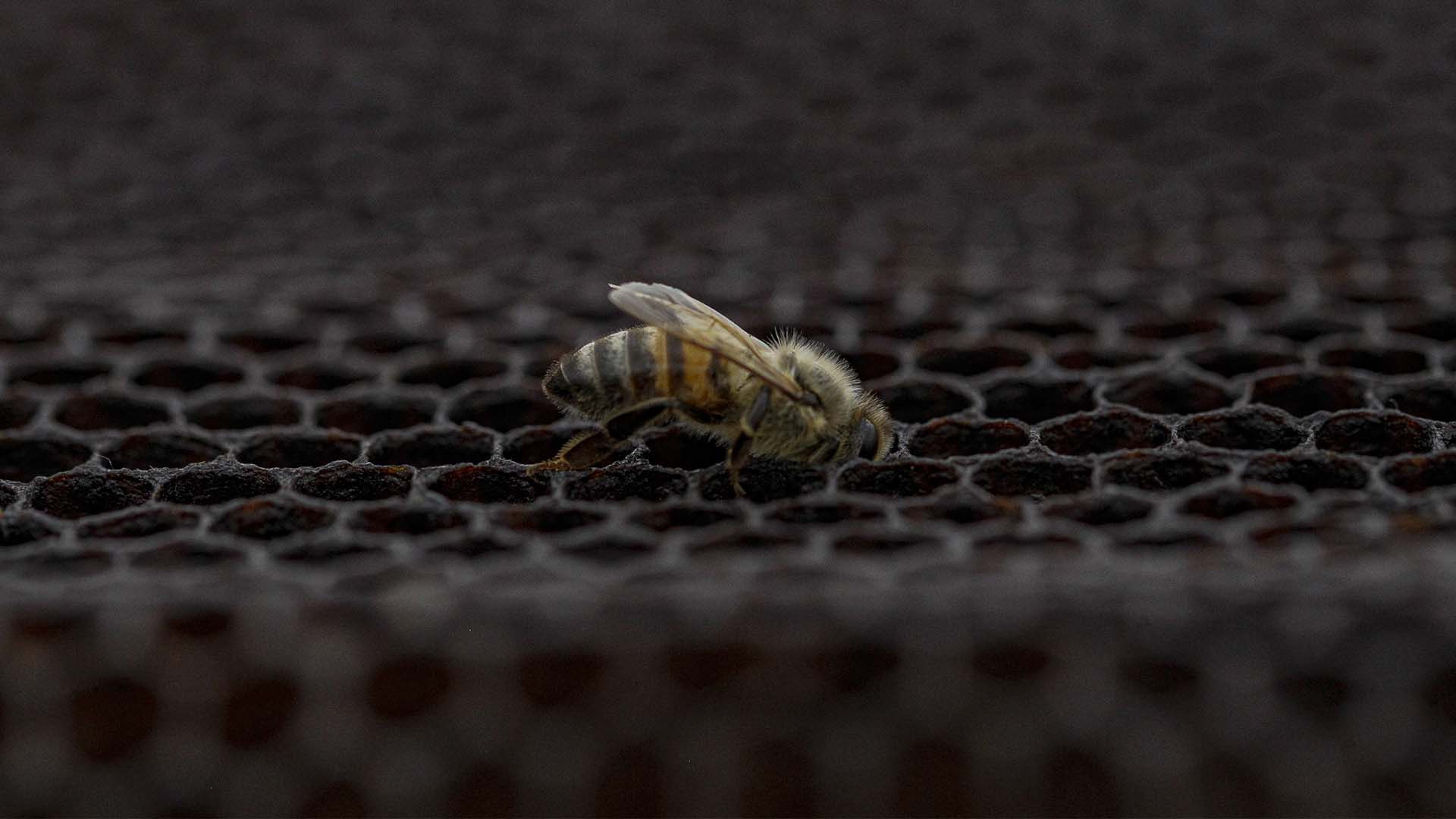 La saison froide a été particulièrement éprouvante pour ces insectes pollinisateurs, alors que les pertes dans les colonies d'abeilles ont atteint 60% cette année, du jamais vu dans la province. 