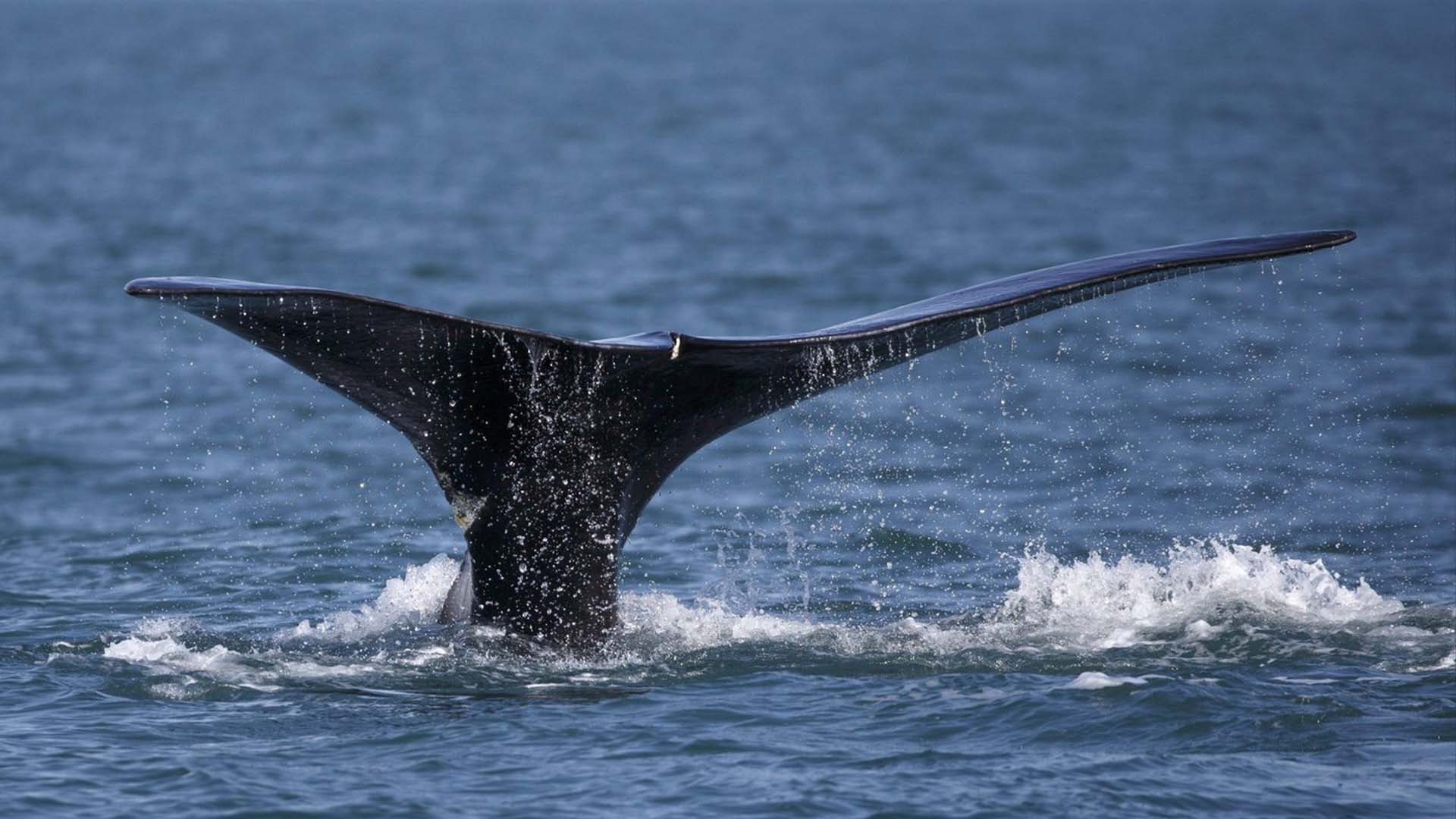 En ce mercredi 28 mars 2018, une baleine franche de l'Atlantique Nord se nourrit à la surface de la baie de Cape Cod au large de Plymouth.