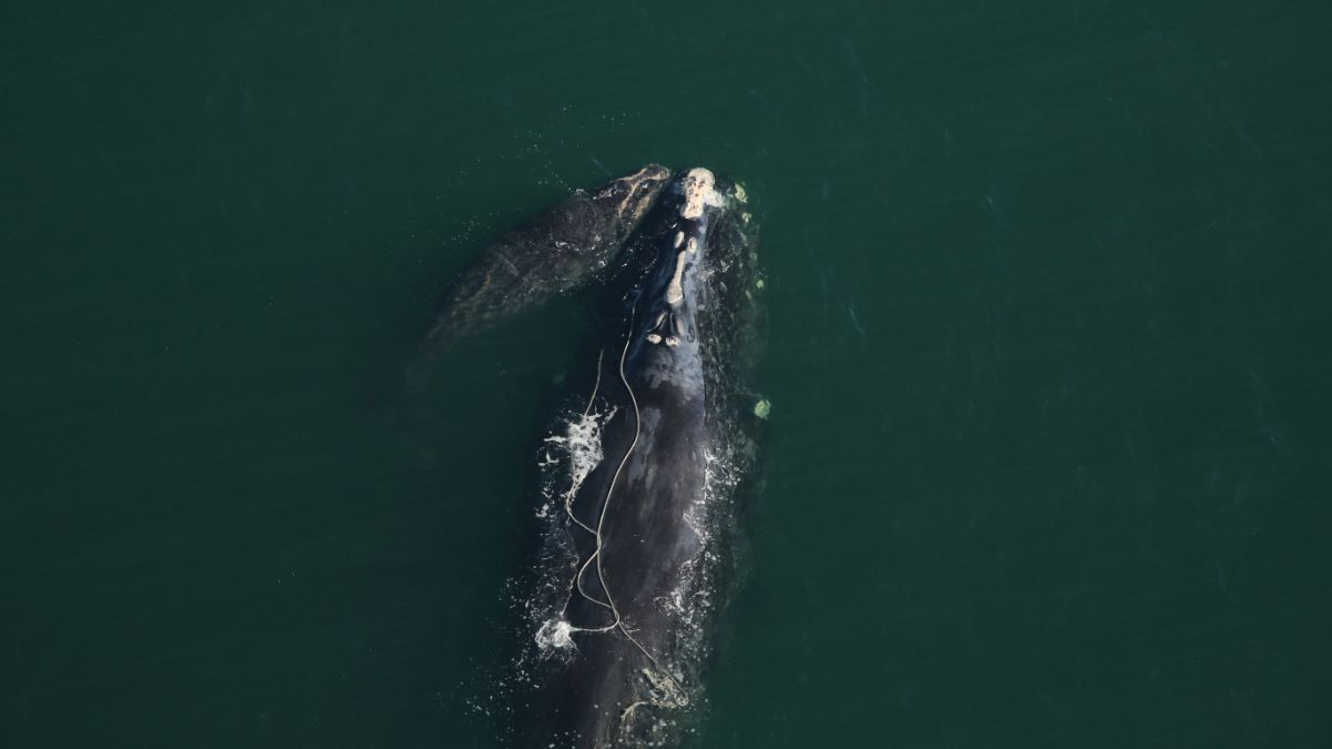 Il ne reste qu'environ 336 baleines noires de l'Atlantique Nord dans le monde et les femelles reproductrices sont suivies de près par les scientifiques.