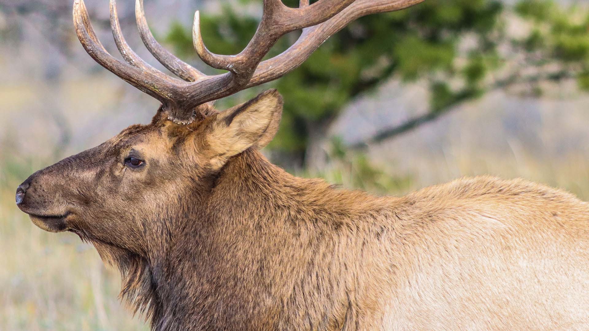 À l’échelle du Québec, le décret fédéral sur le caribou provoquerait une baisse de 4,1% de la possibilité forestière.