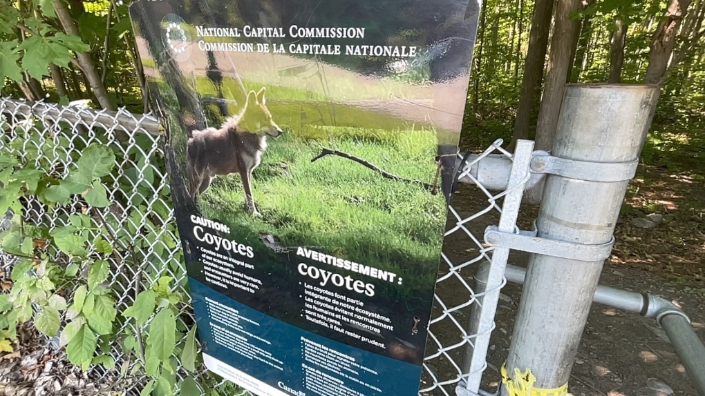 Plusieurs coyotes ont été aperçus près de quartiers résidentiels d'Ottawa dans les dernières semaines.