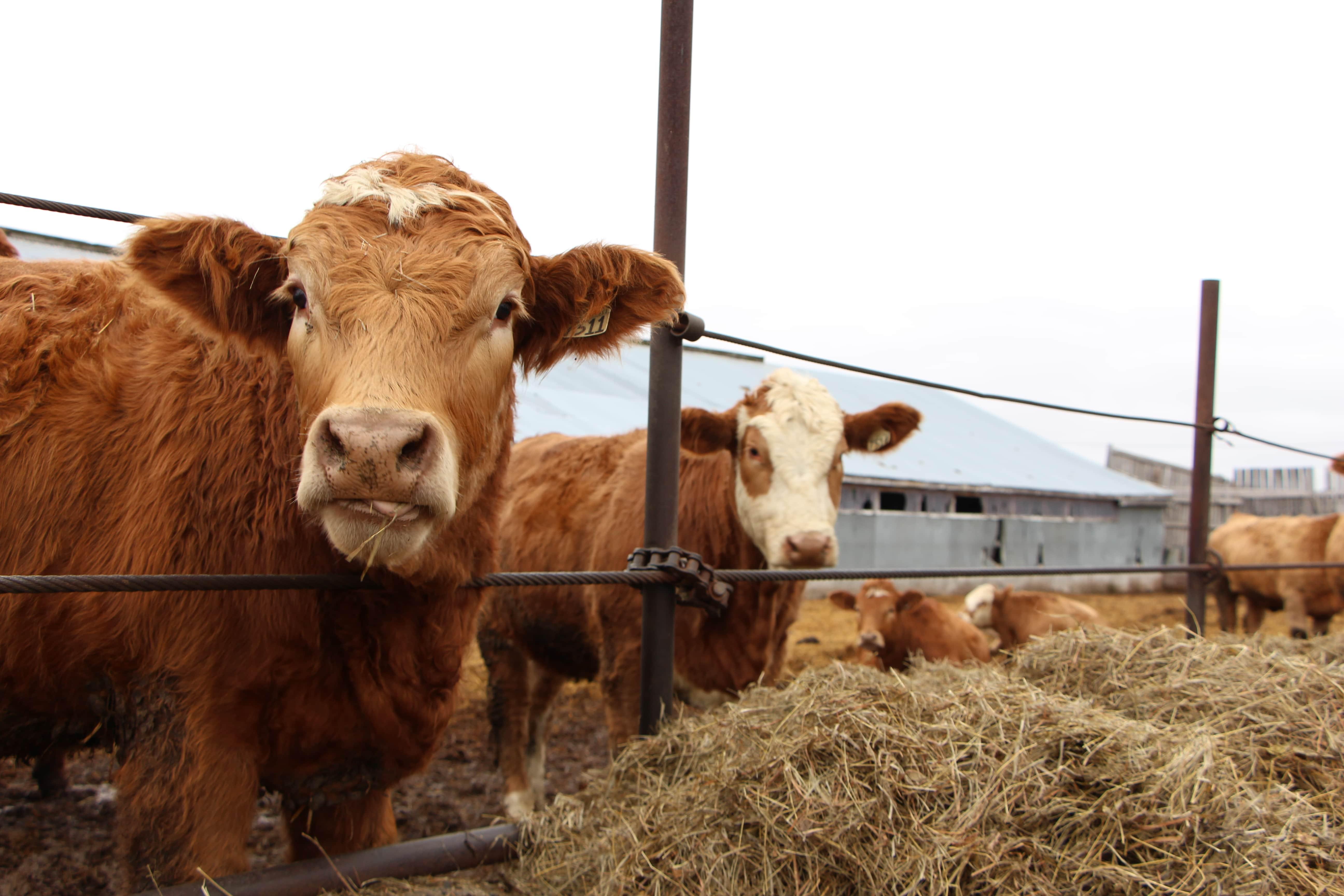 Vaches - Ferme