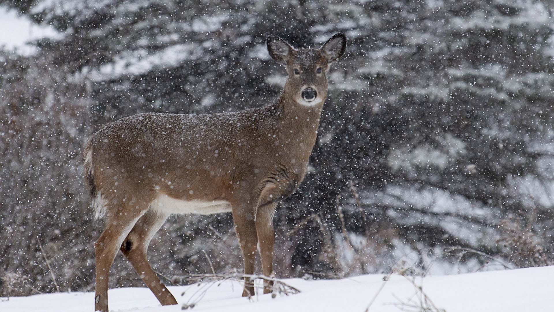 Biodiversité Québec affirme qu'il s'agit «de la première plateforme de ce type au Québec». Sur cette photo d'archives, un chevreuil à Chelsea, en Outaouais.