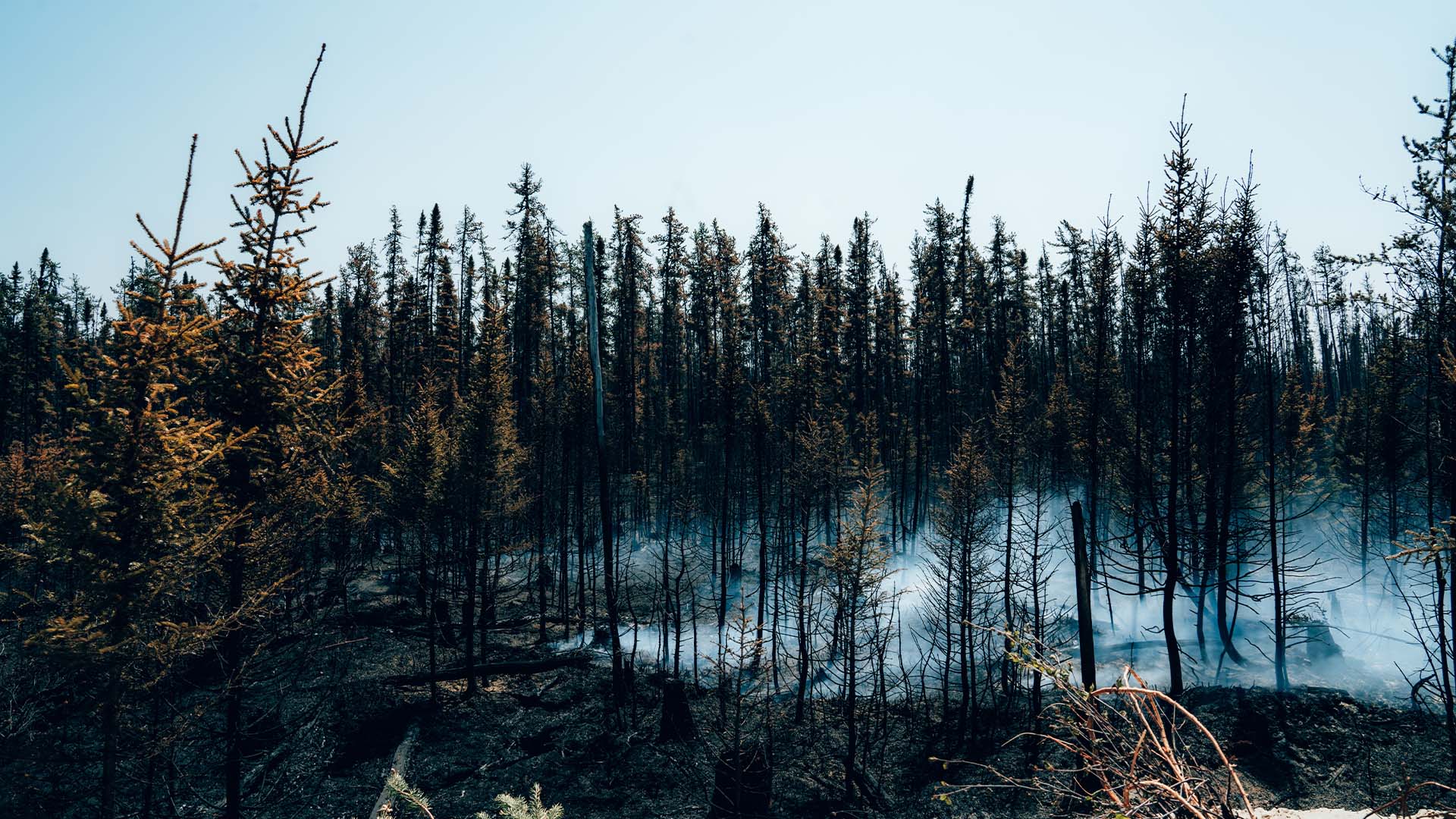 Plus de 176 000 hectares auraient brûlés depuis le début de la saison.