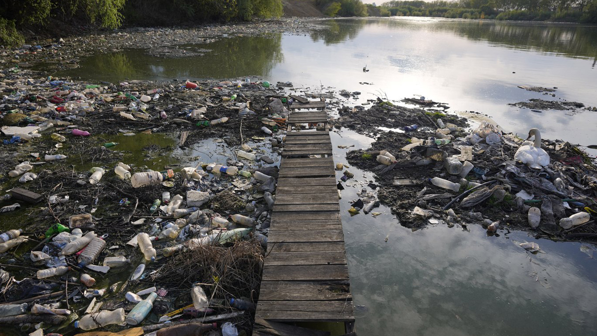 Un cygne se tient entre des bouteilles en plastique déversées et des déchets sur le Danube à Belgrade, en Serbie, le 18 avril 2022.