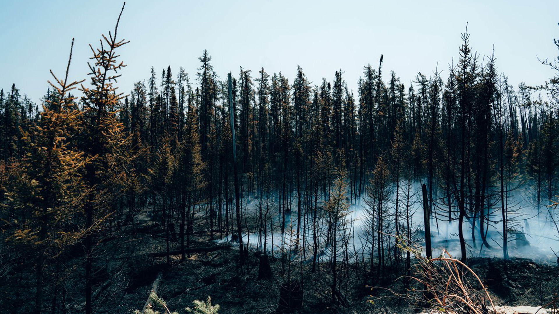 De la fumée s'élève des arbres en feu près de Chapais, dans le Nord du Québec, le vendredi 2 juin 2023.