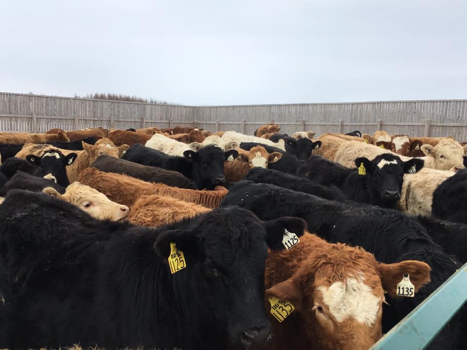 Quelques vaches de la Ferme S.G. Noël SENC, à La Sarre.