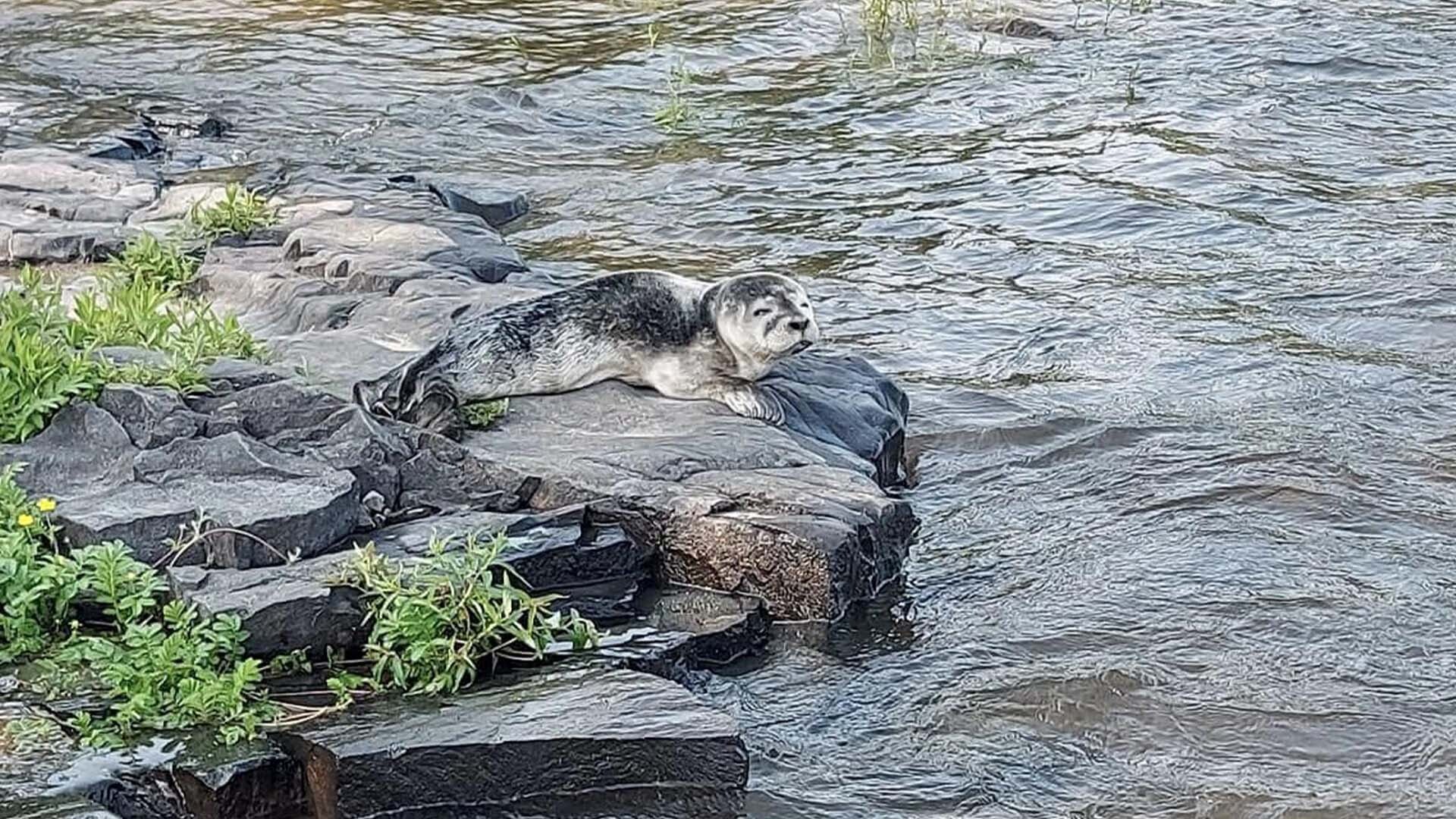 Un phoque a été photographié sur les berges de la rivière des Prairies à Laval, lundi.