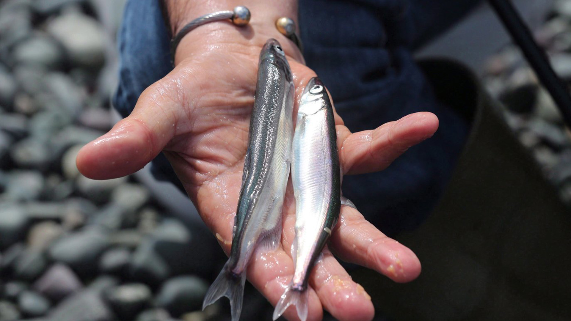 Un capelan mâle, gauche et femelle est vu à Middle Cove Beach le vendredi 22 juillet 2016. Les scientifiques de la mer et les défenseurs de l'environnement demandent aux autorités de suspendre la pêche commerciale du capelan à Terre-Neuve-et-Labrador.