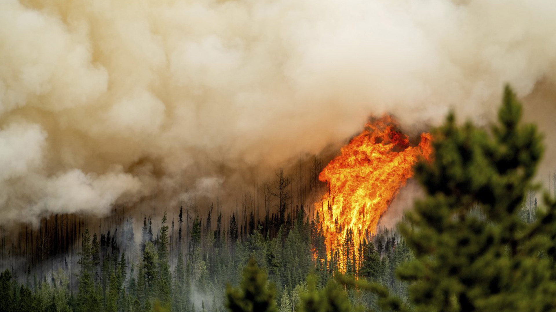 Flammes du feu de forêt de Donnie Creek brûler le long d'une crête au nord de Fort St. John, en Colombie-Britannique, le dimanche 2 juillet 2023.