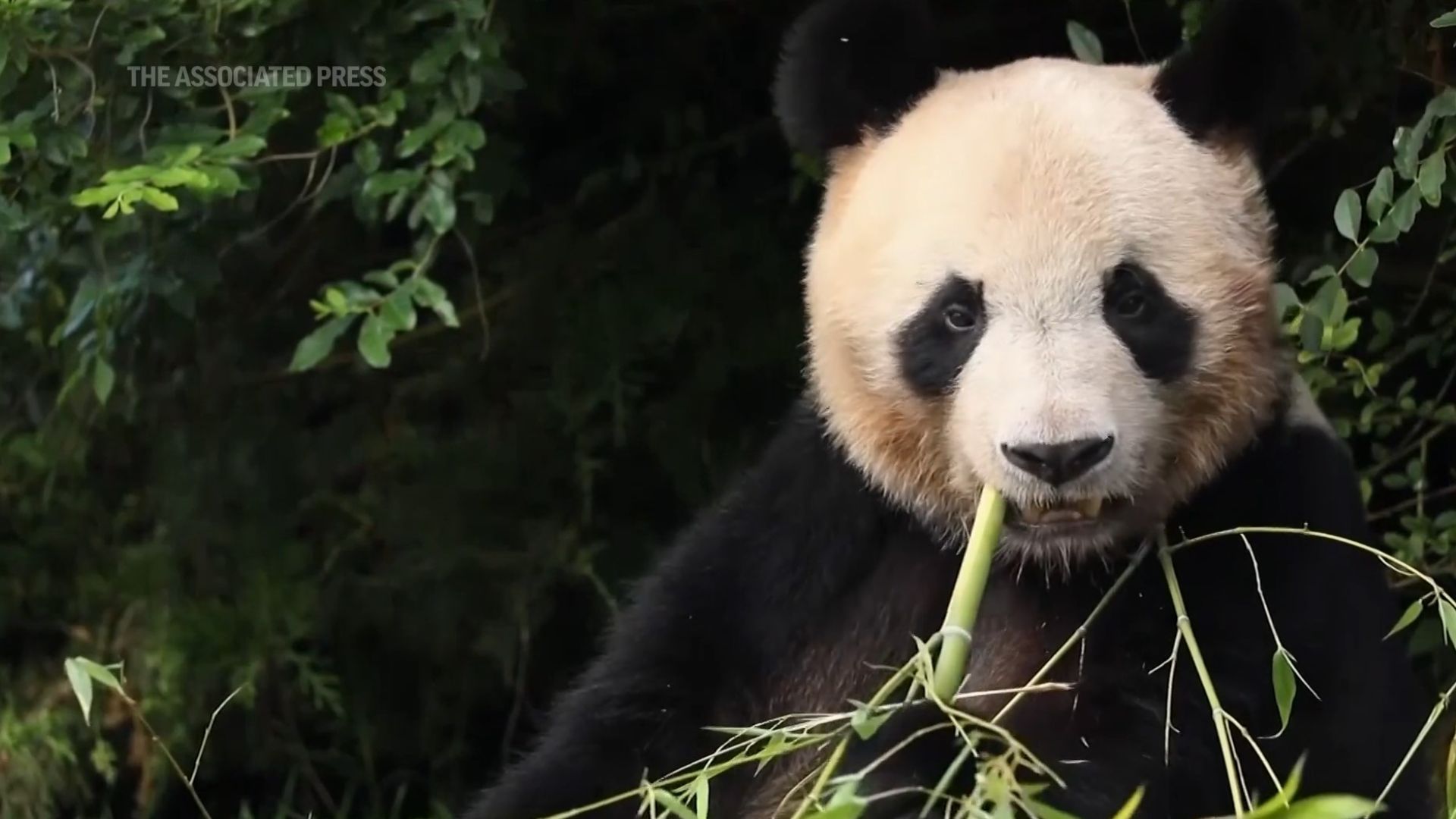 Nommé Yuan Meng, le panda de 120 kilogrammes (264 livres) a jeté un coup d'œil hors de la cage alors que le personnel du zoo de Beauval, au sud de Paris, lui a fait ses adieux émouvants.