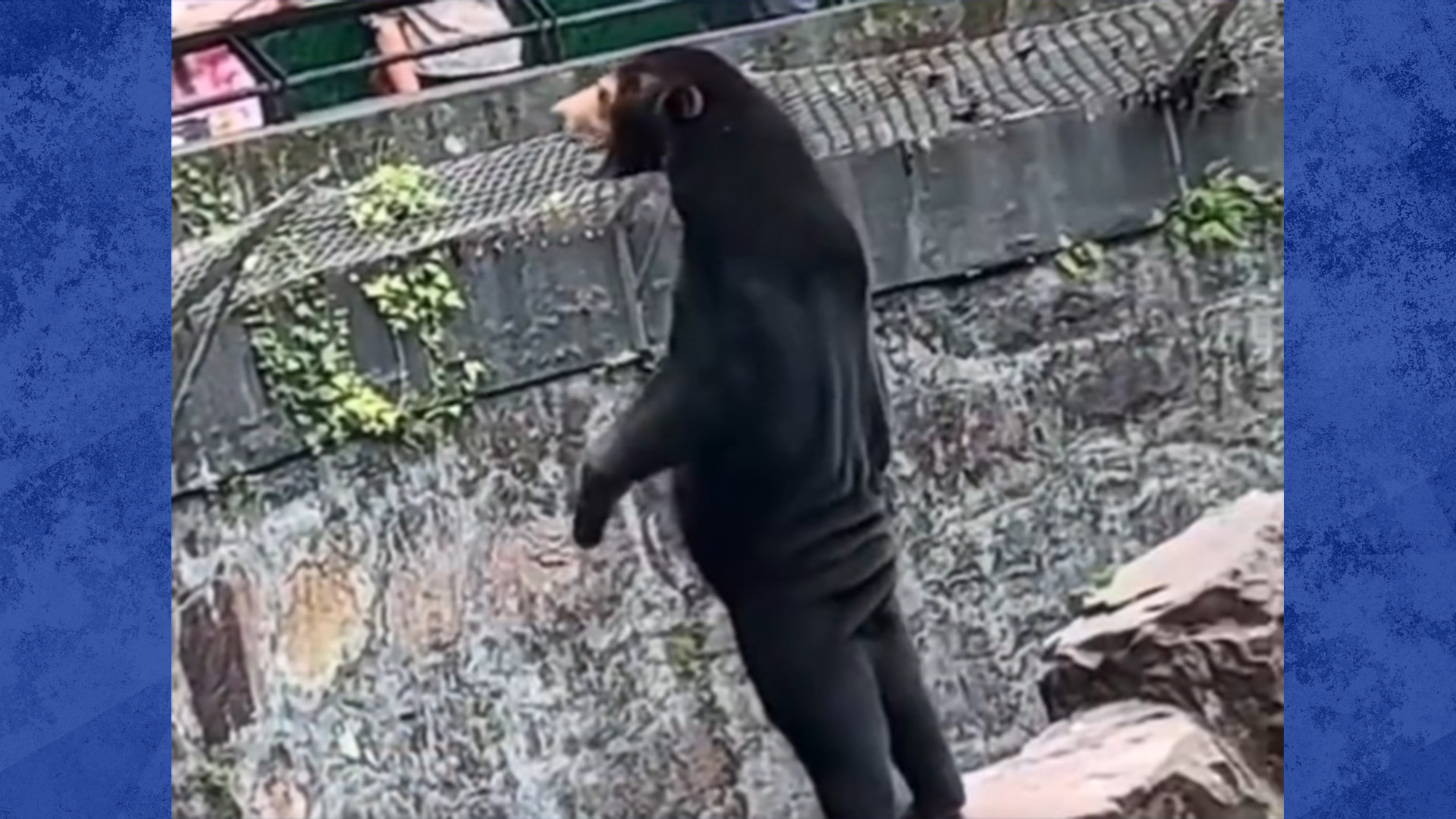 Les ours malais du zoo de Hangzhou sont plus petits que les autres ours et ont un aspect différent, mais ce sont de vrais ours, a déclaré le zoo lundi sur son compte de médias sociaux.