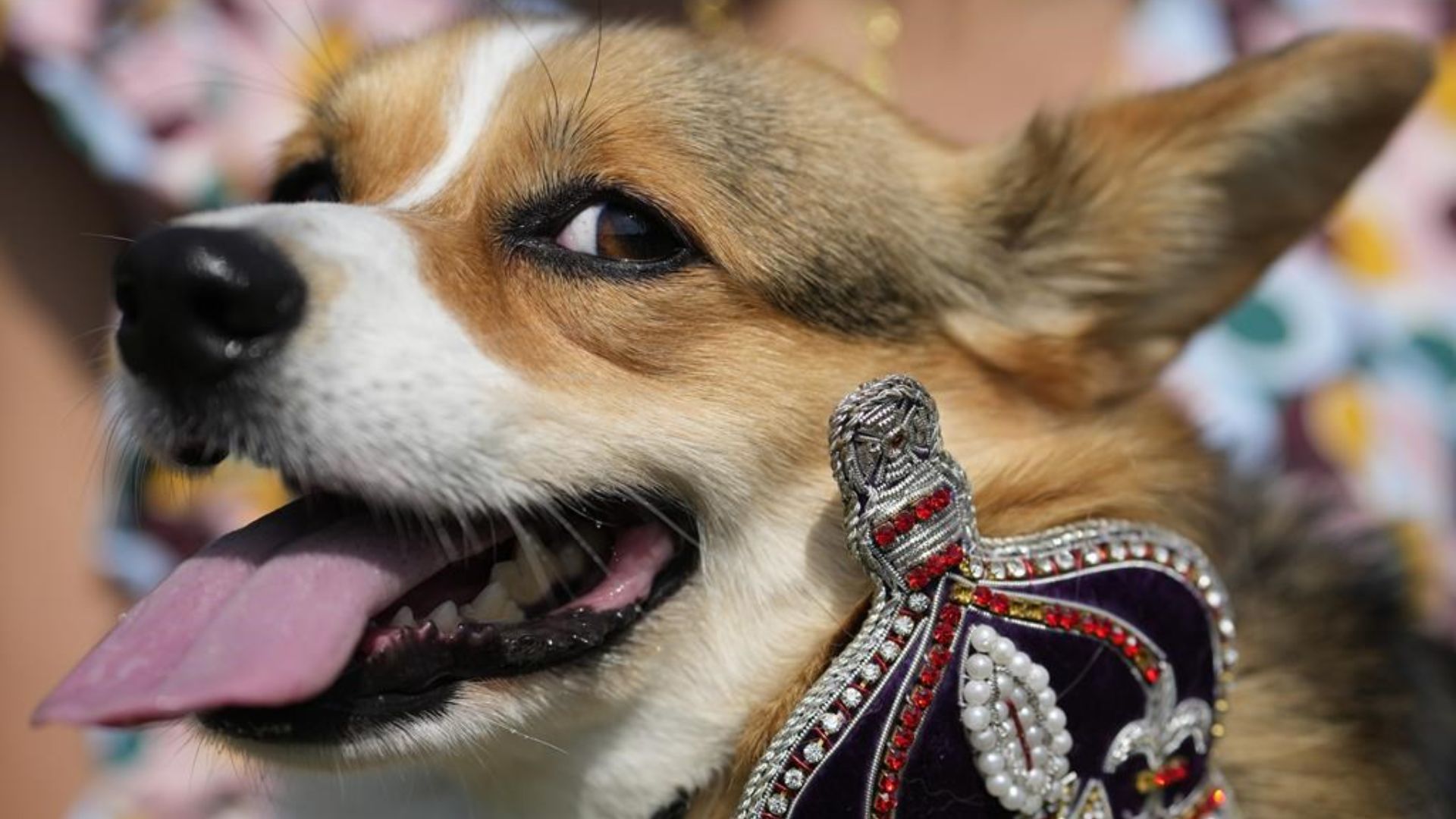 Une vingtaine de passionnés de corgis ont habillé leurs animaux de couronnes, de diadèmes et de tenues royales et les ont fait défiler devant le palais du centre de Londres pour rendre hommage à Elizabeth, une amoureuse bien connue de cette race canine.