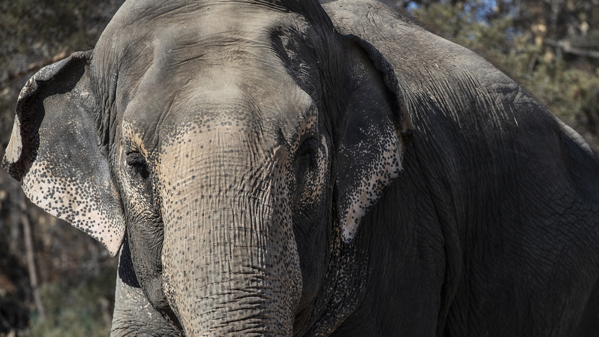 Sur cette image: Lucy un éléphant du zoo d'Edmonton Valley, à Edmonton, le mardi 21 mars 2023. 