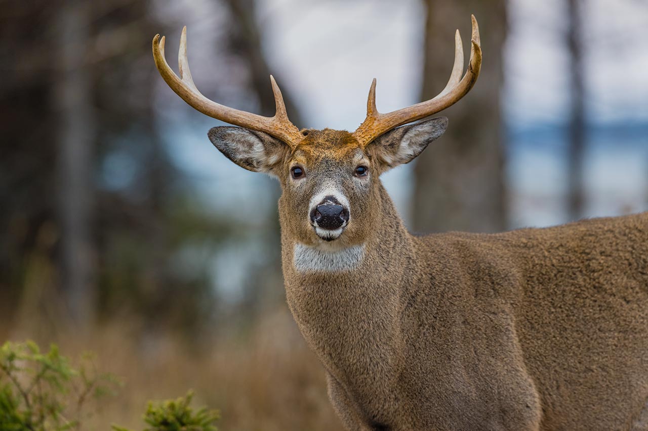 Renne de Noël, 5 faits que vous ne saviez pas! - Nature Québec : Nature  Québec