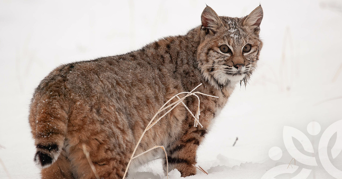 Lynx du Canada  Gouvernement du Québec