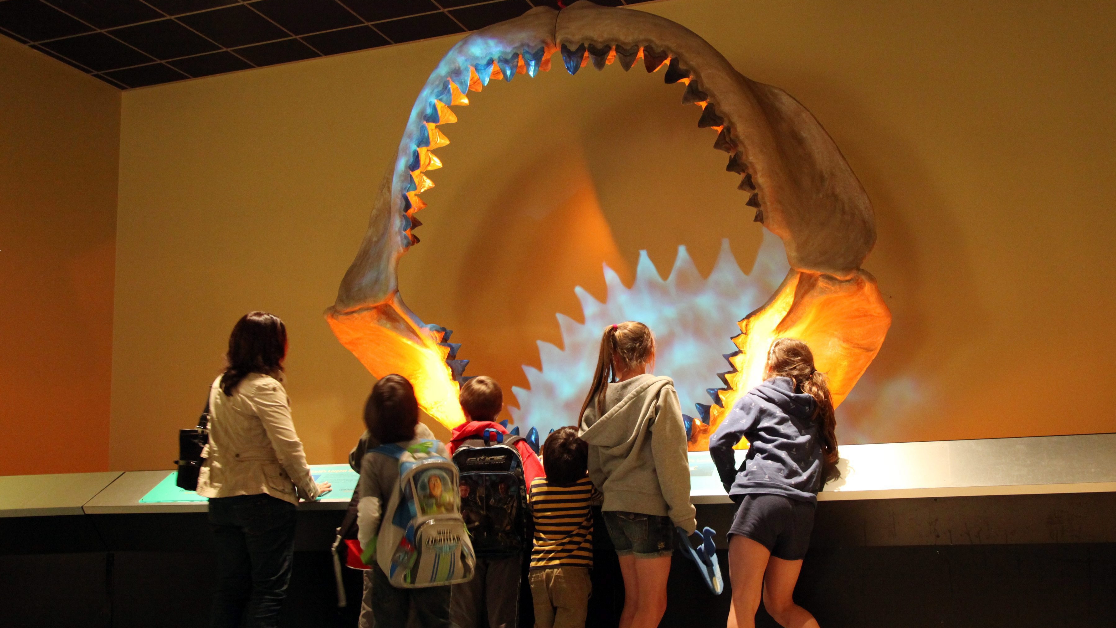 Des enfants observent la mâchoire d'un mégalodon, un requin préhistorique, au Musée de la nature et des sciences de Dallas.