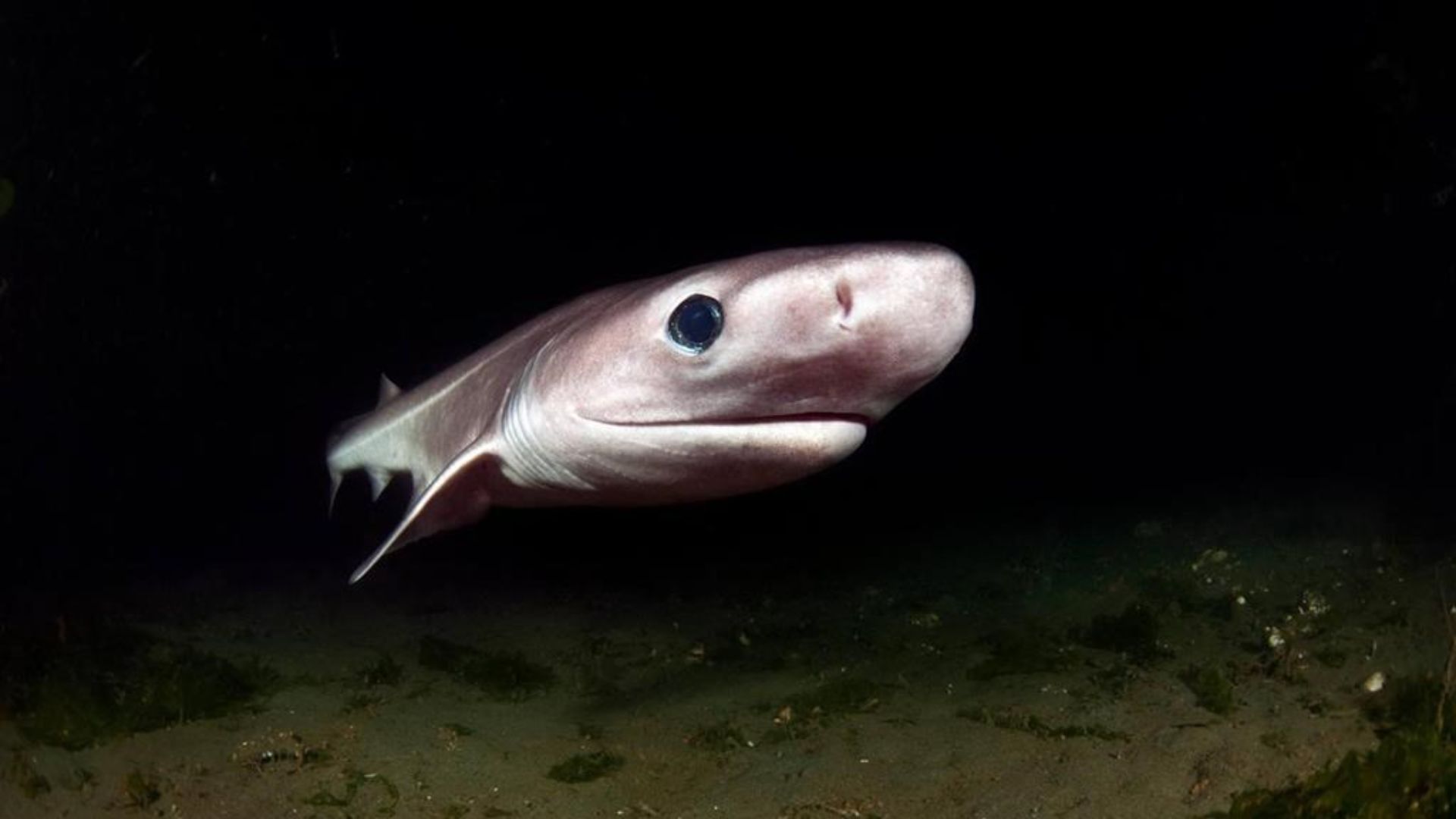 Le commun des mortels s'intéresse surtout à des espèces de requins plus «charismatiques», comme le requin-marteau, le grand requin blanc ou le mako, mais les espèces des grands fonds marins sont menacées en raison des améliorations des technologies de pêche.