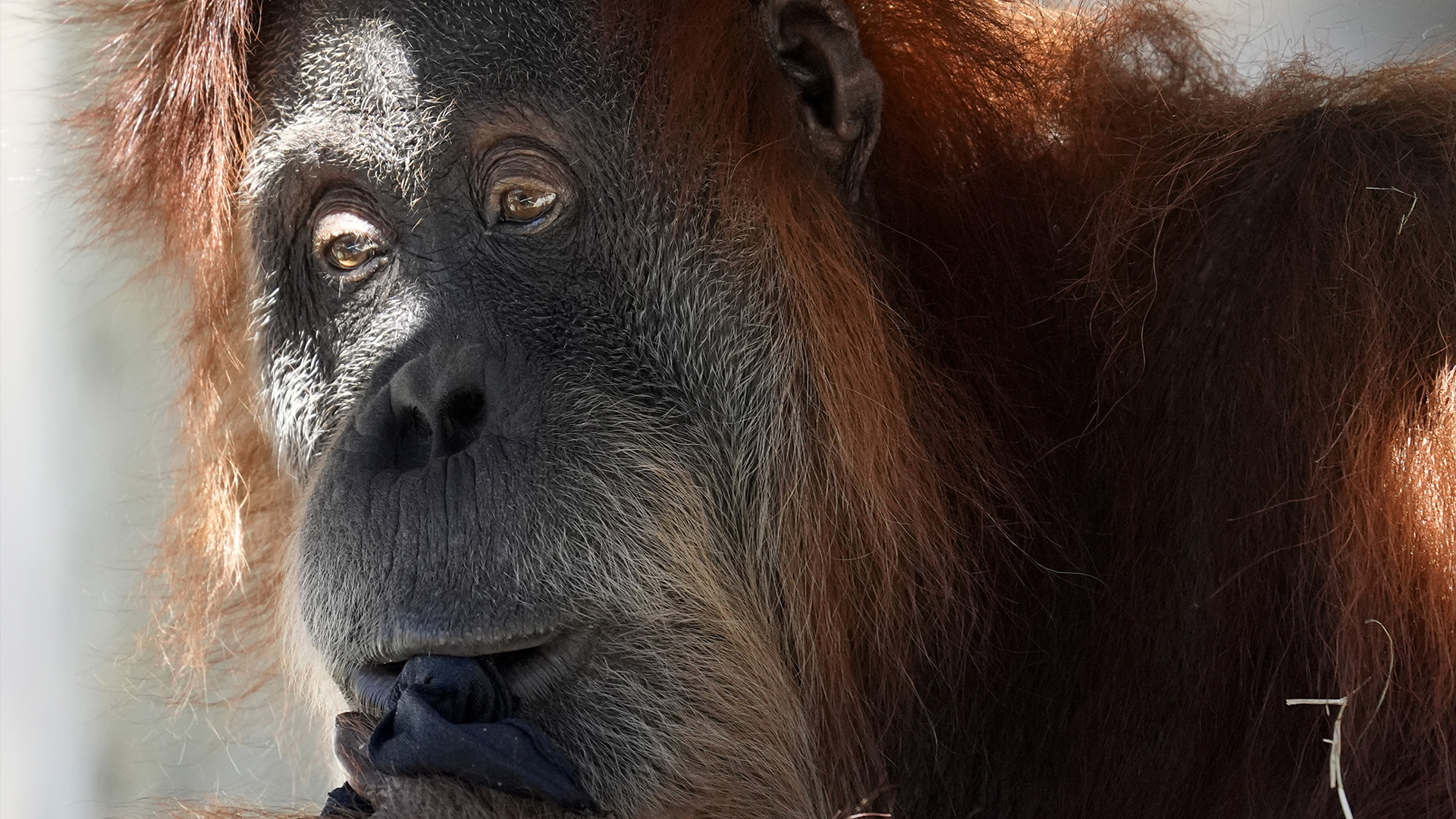 Un orang-outan assis à l'ombre au zoo de Fort Worth à Fort Worth, Texas, vendredi 23 février 2024. 