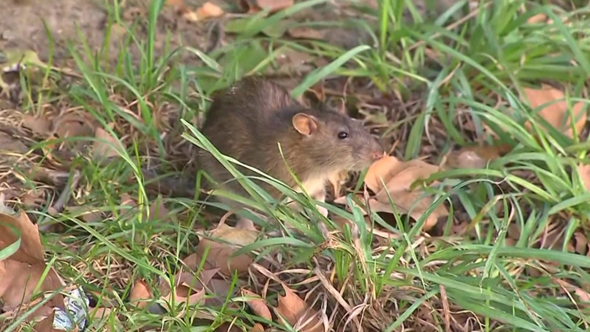 Les résidents du quartier Parc-Extension, à Montréal, disent faire face à un problème majeur de rats.