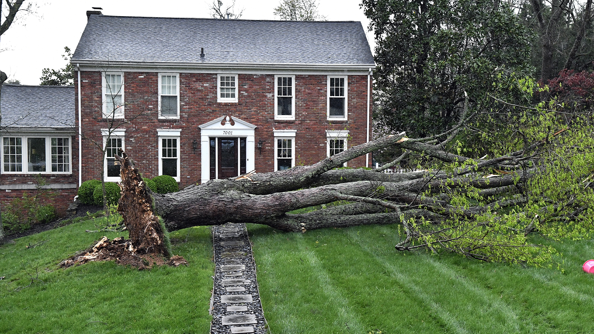 Un grand arbre se trouve dans la cour avant d'une maison dans le quartier de Hunting Creek à Prospect, Kentucky, le mardi 2 avril 2024. De violentes tempêtes ont traversé la région, déracinant des arbres et coupant l'électricité dans de nombreuses régions. 