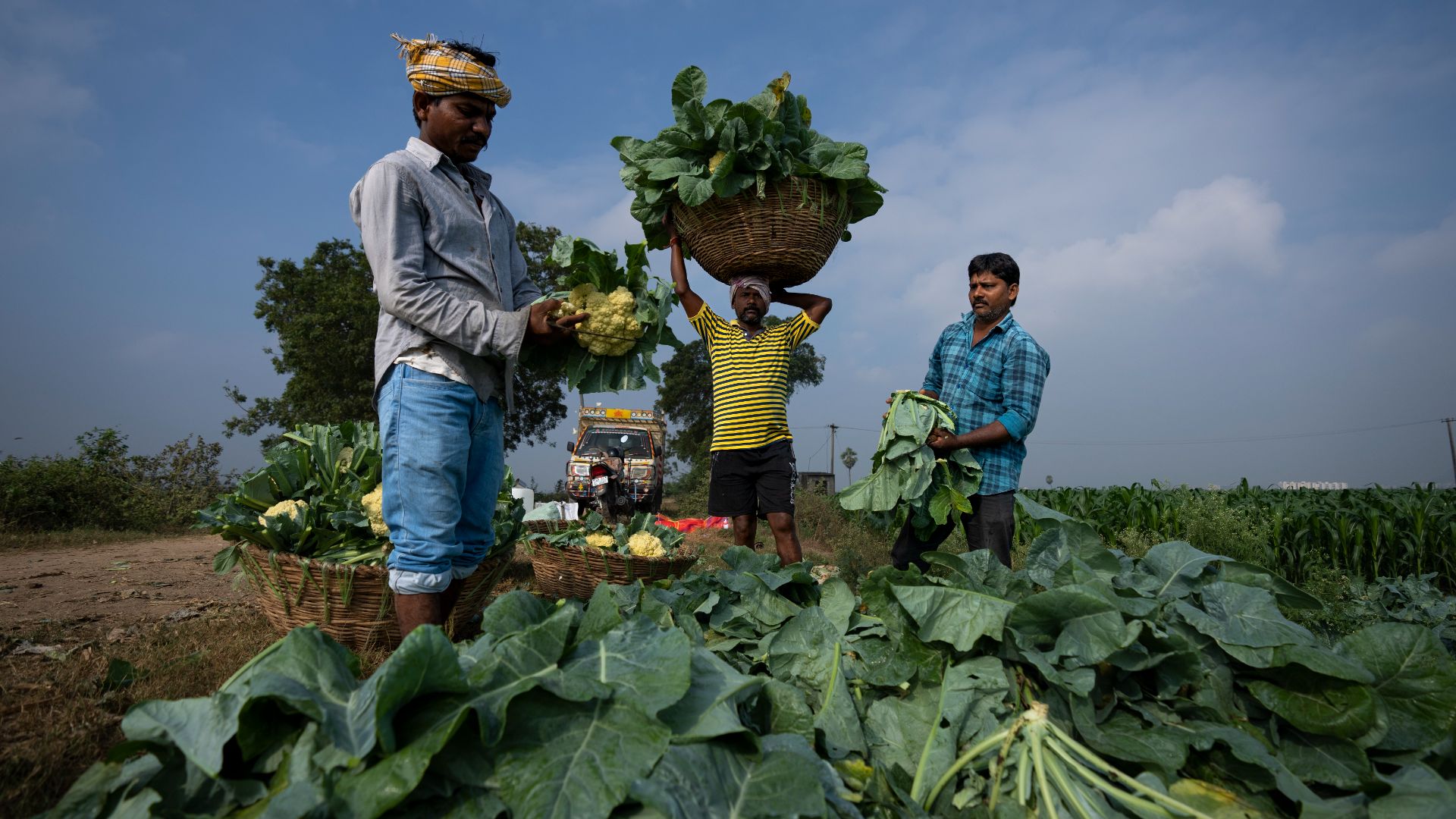 Des fermiers empaquettent des choux-fleurs fraîchement récoltés dans une ferme du village de Pedavuppudu, dans le district de Guntur, dans l'état du sud de l'inde de l'Andhra Pradesh, le lundi 12 février 2024.