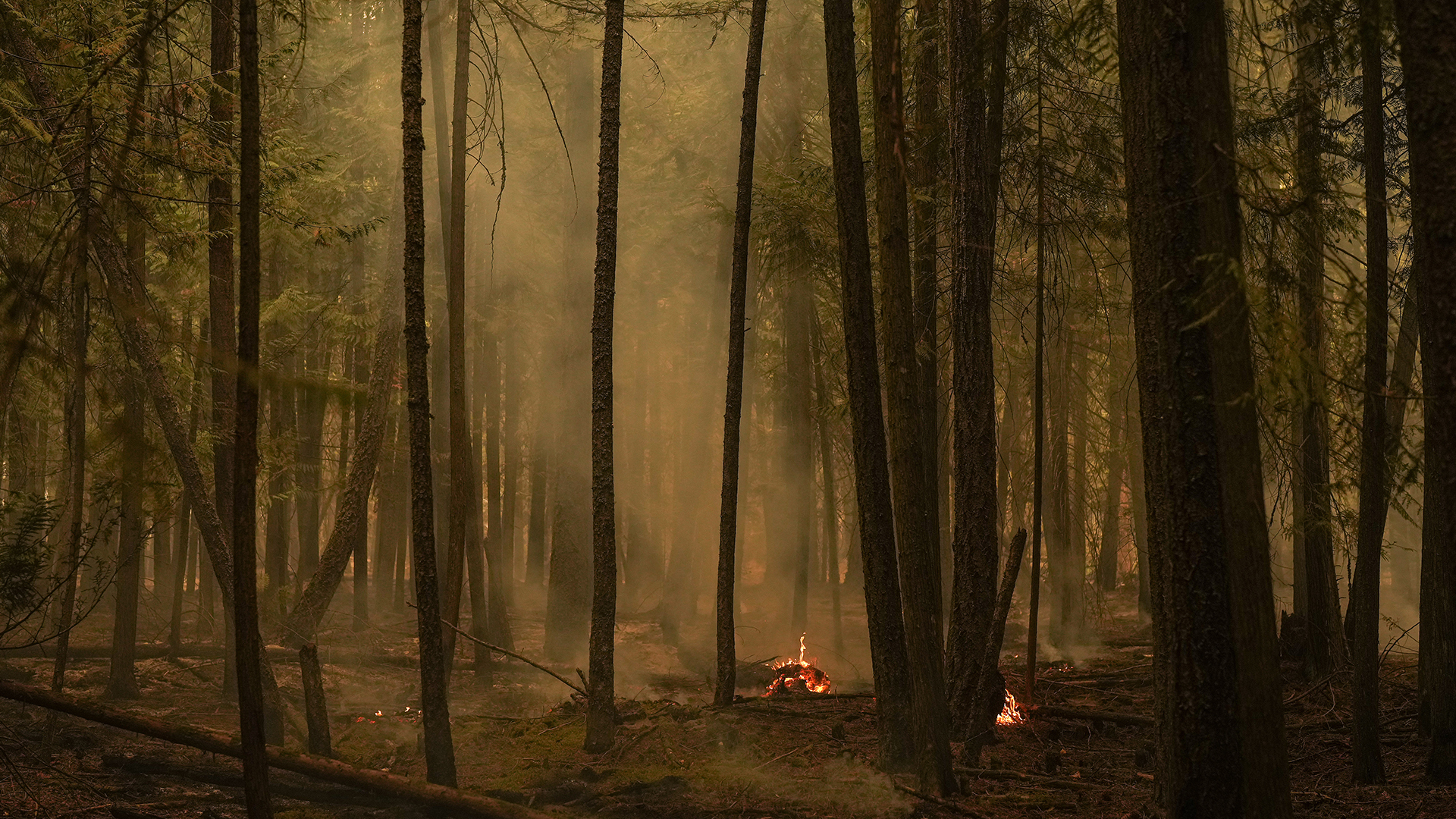Un feu de forêt photographié en Colombie-Britannique en 2023.