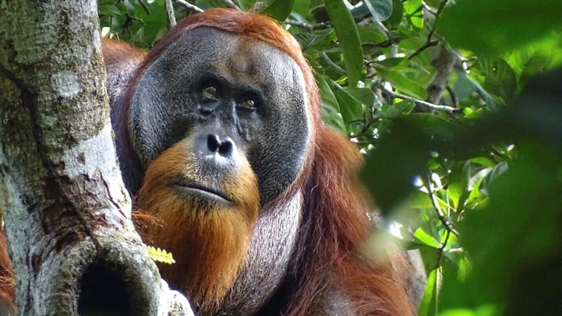 Cette photo fournie par la fondation Suaq montre Rakus, un orang-outan mâle sauvage de Sumatra, dans le parc national de Gunung Leuser, en Indonésie, le 25 août 2022, après que sa blessure au visage était à peine visible. Deux mois plus tôt, des chercheurs l'avaient observé appliquer sur la plaie des feuilles mâchées d'une plante utilisée dans toute l'Asie du Sud-Est pour traiter la douleur et l'inflammation et pour tuer les bactéries. 