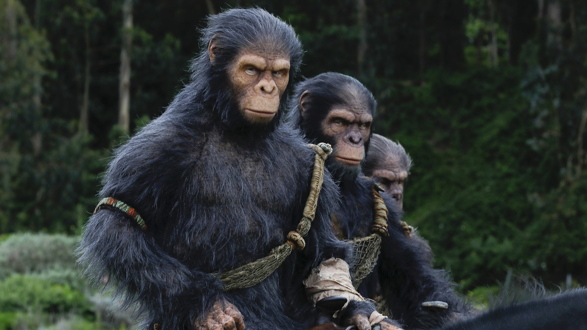 Une image du film «Kingdom of the Planet of The Apes».