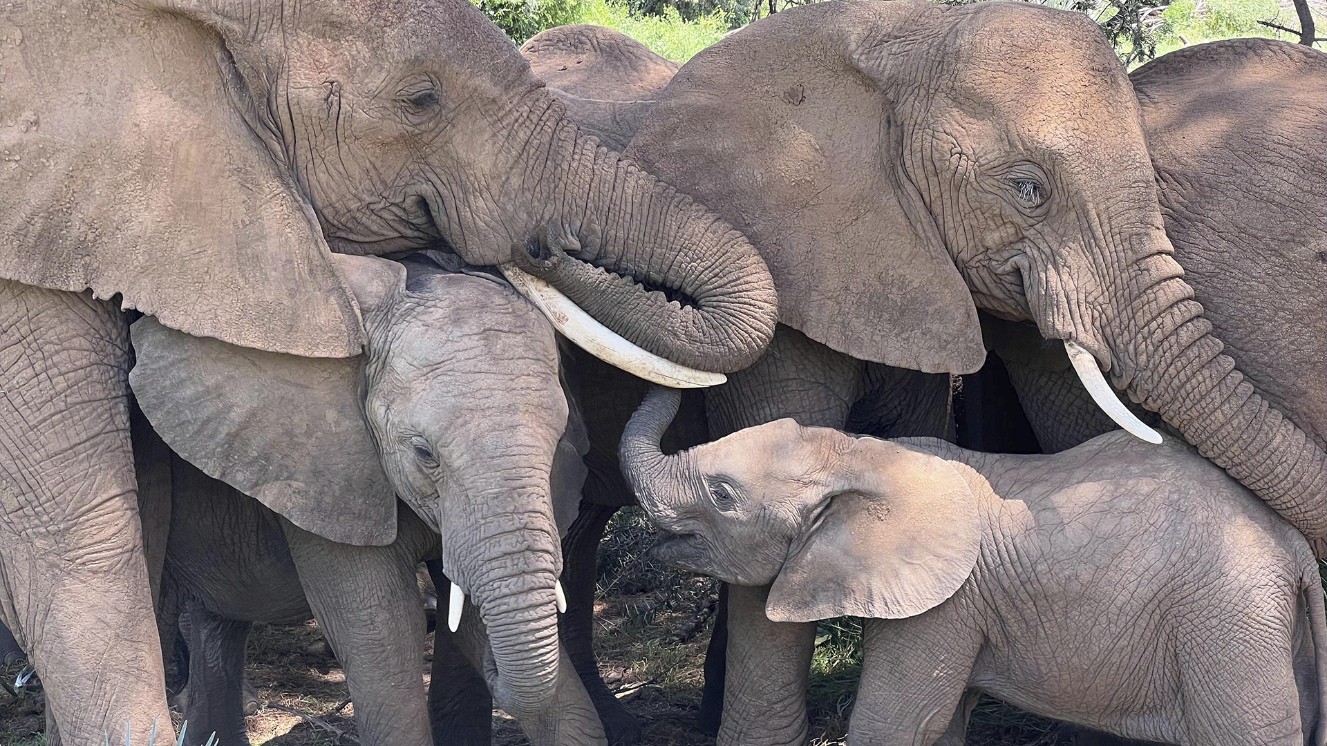 Sur cette photo non datée, une famille d'éléphants d'Afrique réconforte un éléphanteau dans la réserve nationale de Samburu, au Kenya.