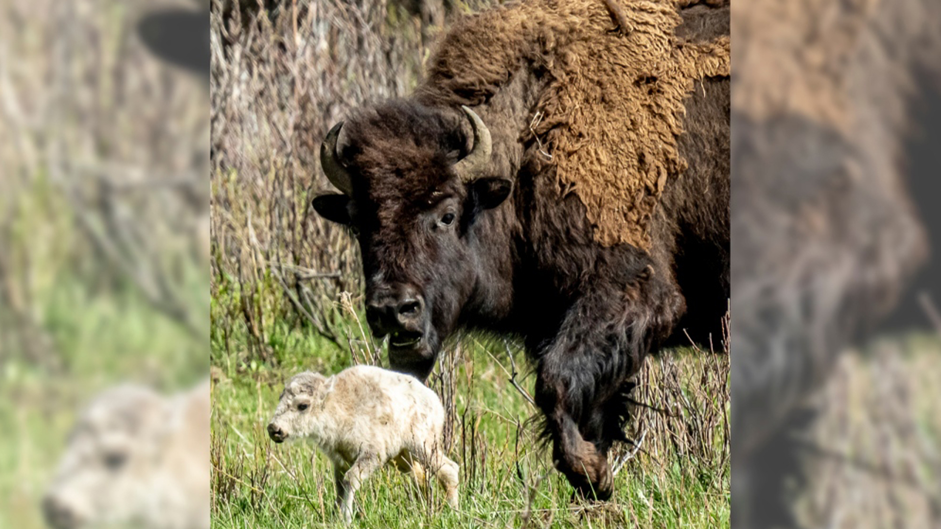 Un rare veau buffle blanc, qui serait né dans la vallée de Lamar du parc national de Yellowstone, est montré le 4 juin 2024 dans le Wyo.
