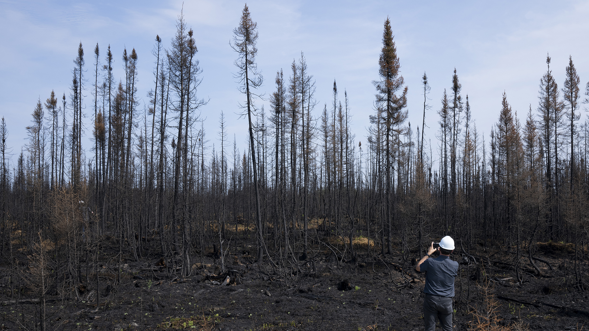 Un homme photographie la forêt décimée par le passage d'un feu de forêt à Lebel-sur-Quévillon, en 2023.