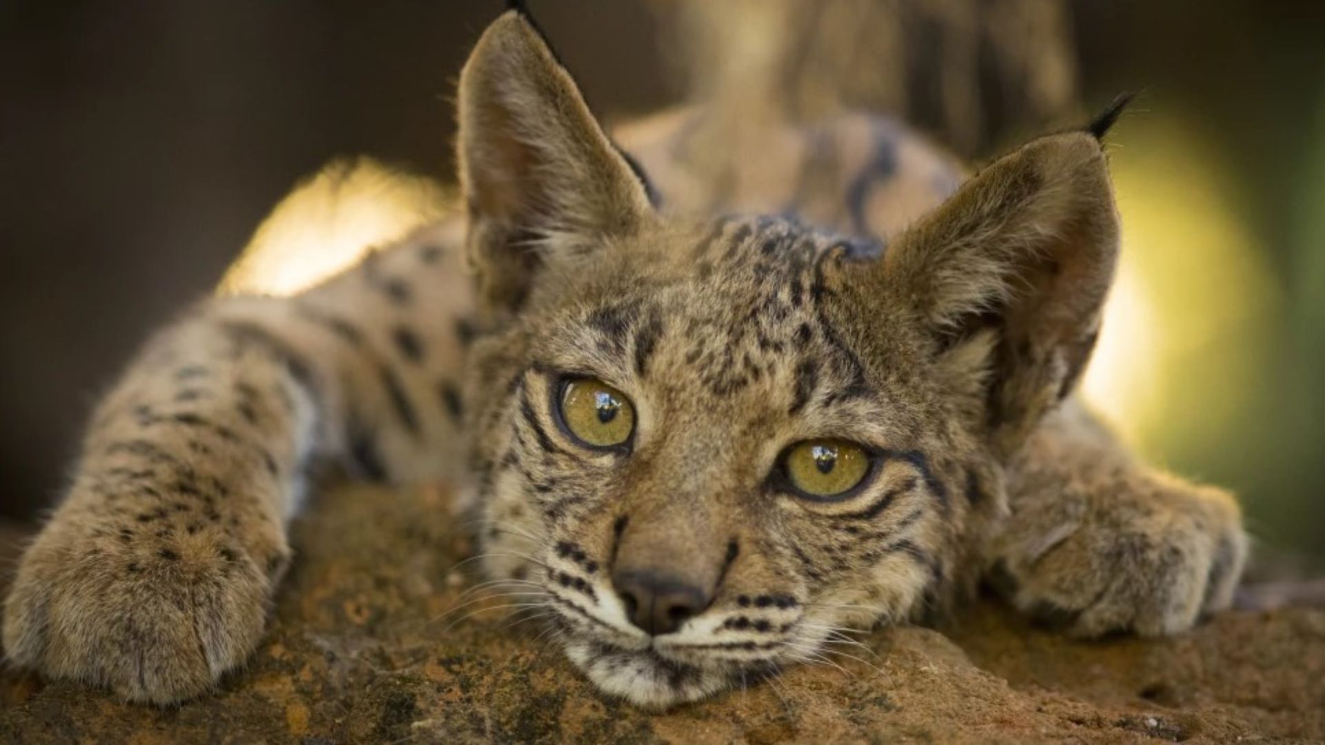 Dans une histoire contrastée, les efforts de conservation ont sorti le lynx ibérique du bord de l'extinction, la population passant de 62 individus matures en 2001 à 648 en 2022 et à plus de 2 000 aujourd'hui.