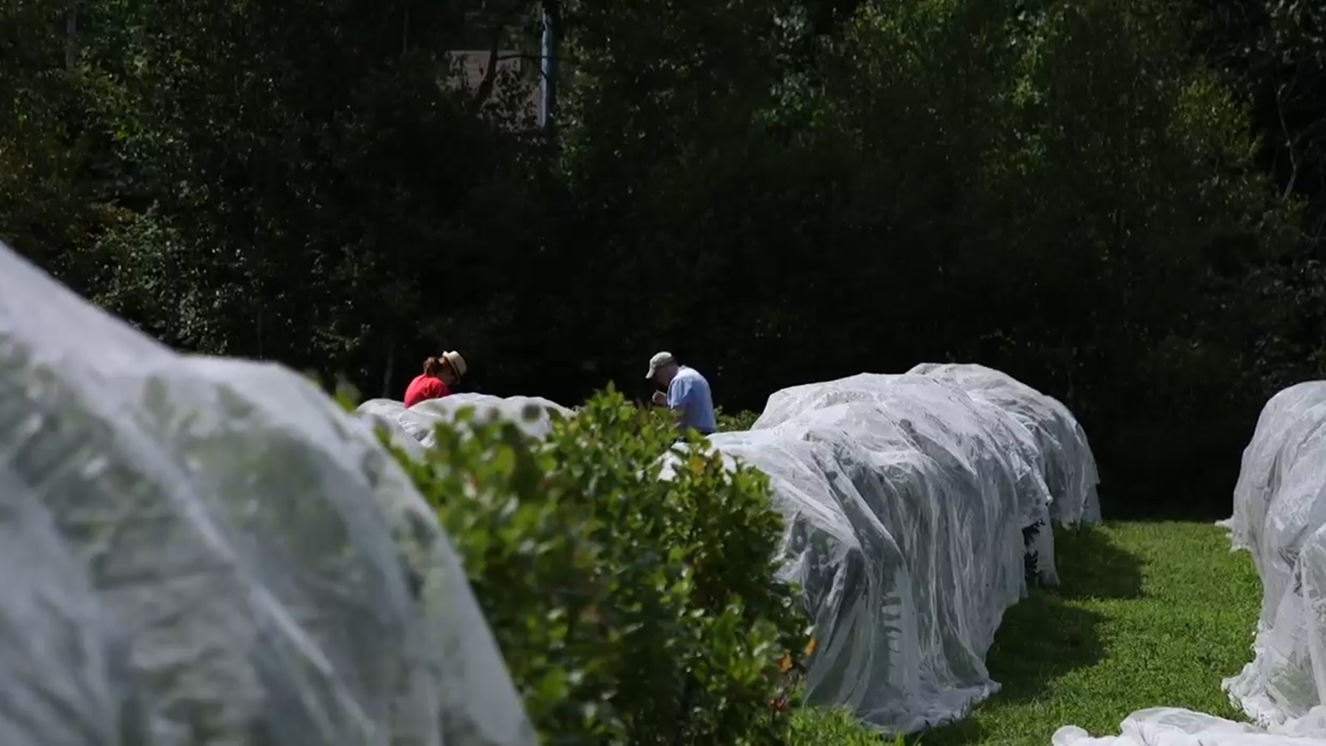 VIDEO |  Blueberries survived despite a fire ​​in a family business in Trois-Rivières