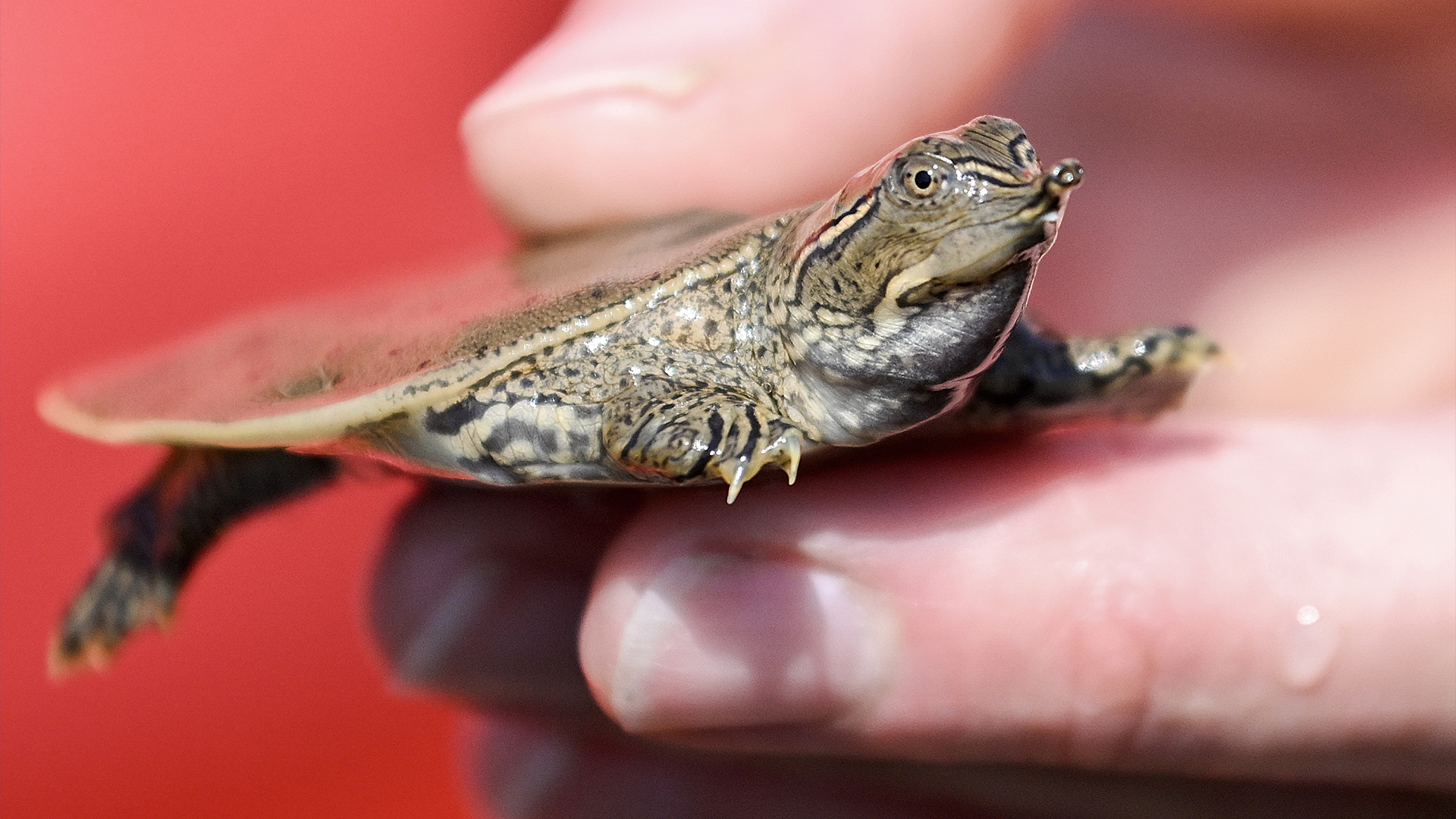 Une personne tient une tortue molle à épines avant de la relâcher dans la nature à Pike River, au Québec, le samedi 24 août 2024.