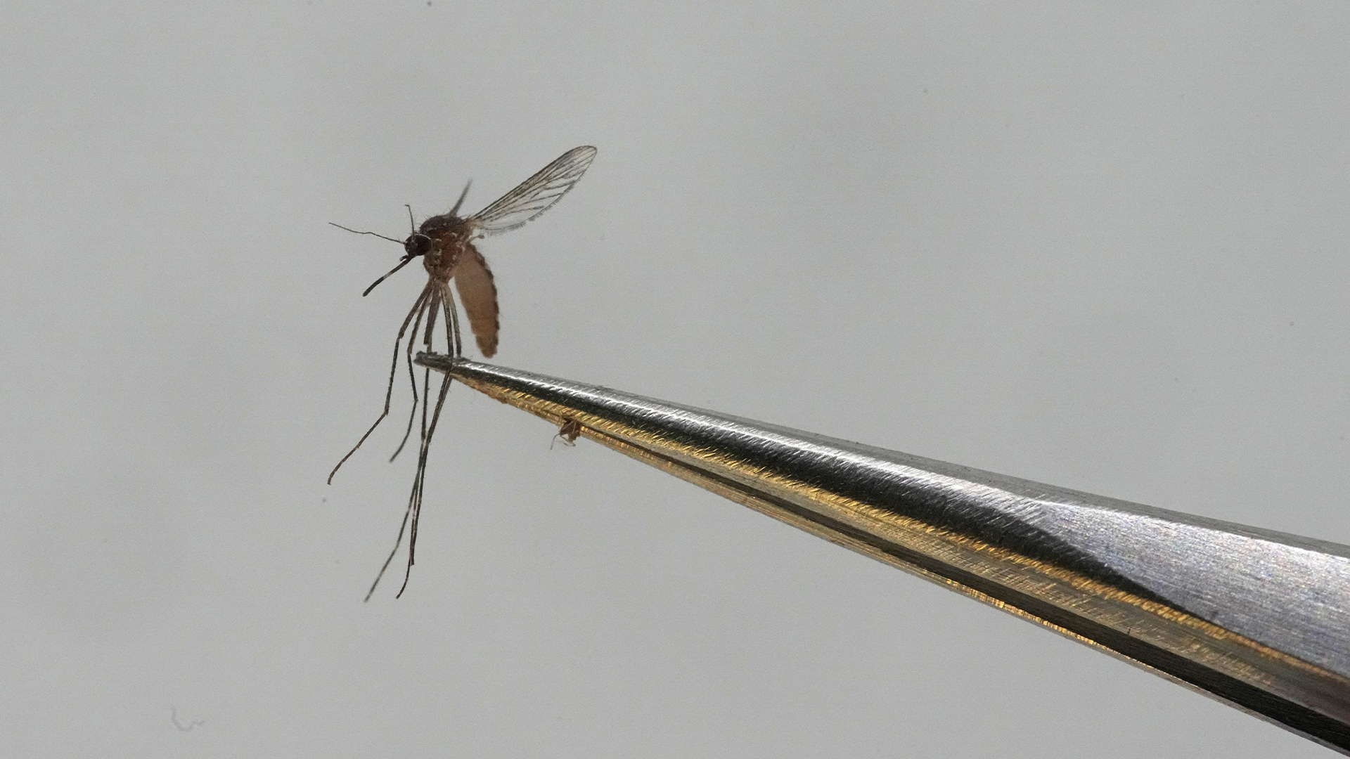 Un moustique Culex tarsalis est montré au Salt Lake City Mosquito Abatement District le lundi 28 août 2023, à Salt Lake City.