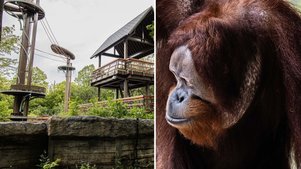 Un orang-outan s'est brièvement échappé de son enclos au zoo de Toronto.