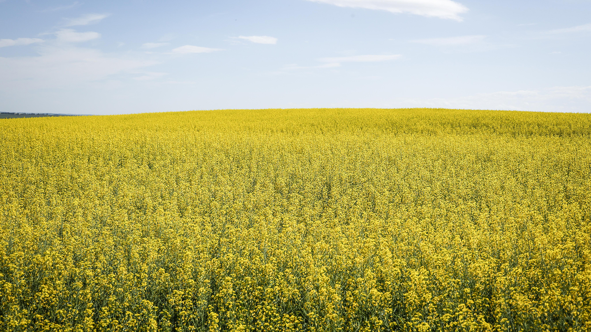 Des champs de canola sont photographiés près de Cremona, en Alberta, le lundi 15 juillet 2024. La Chine a annoncé une enquête antidumping sur les importations de canola canadien. 