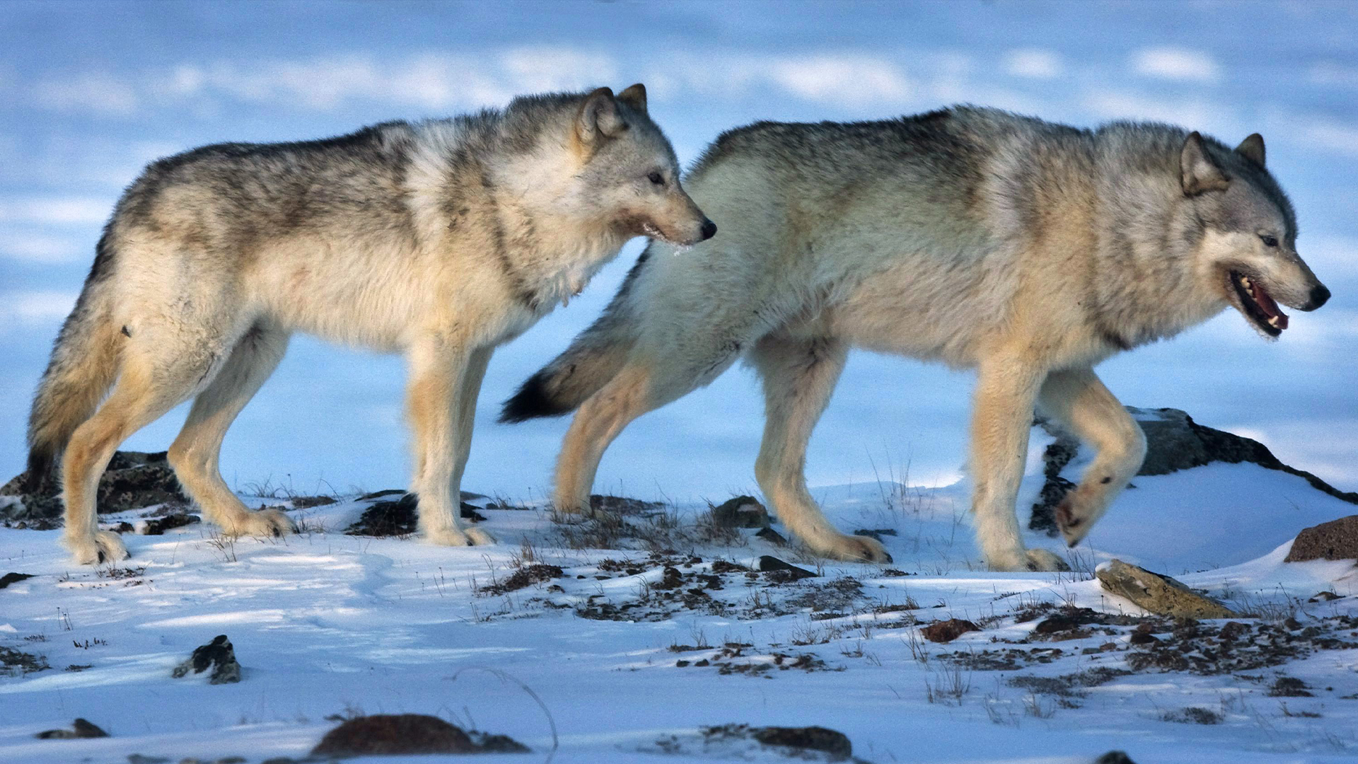 Des loups errent dans la toundra près de la mine d'or de Meadowbank, au Nunavut, le mercredi 25 mars 2009.