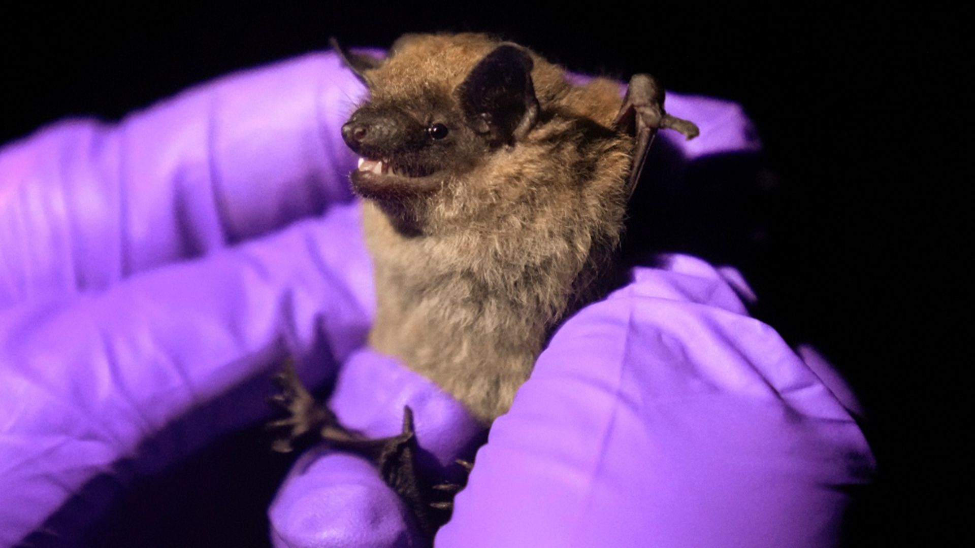 Une biologiste tient une grande chauve-souris brune dans le canton de Sharon (Michigan), le 21 juin 2023. 