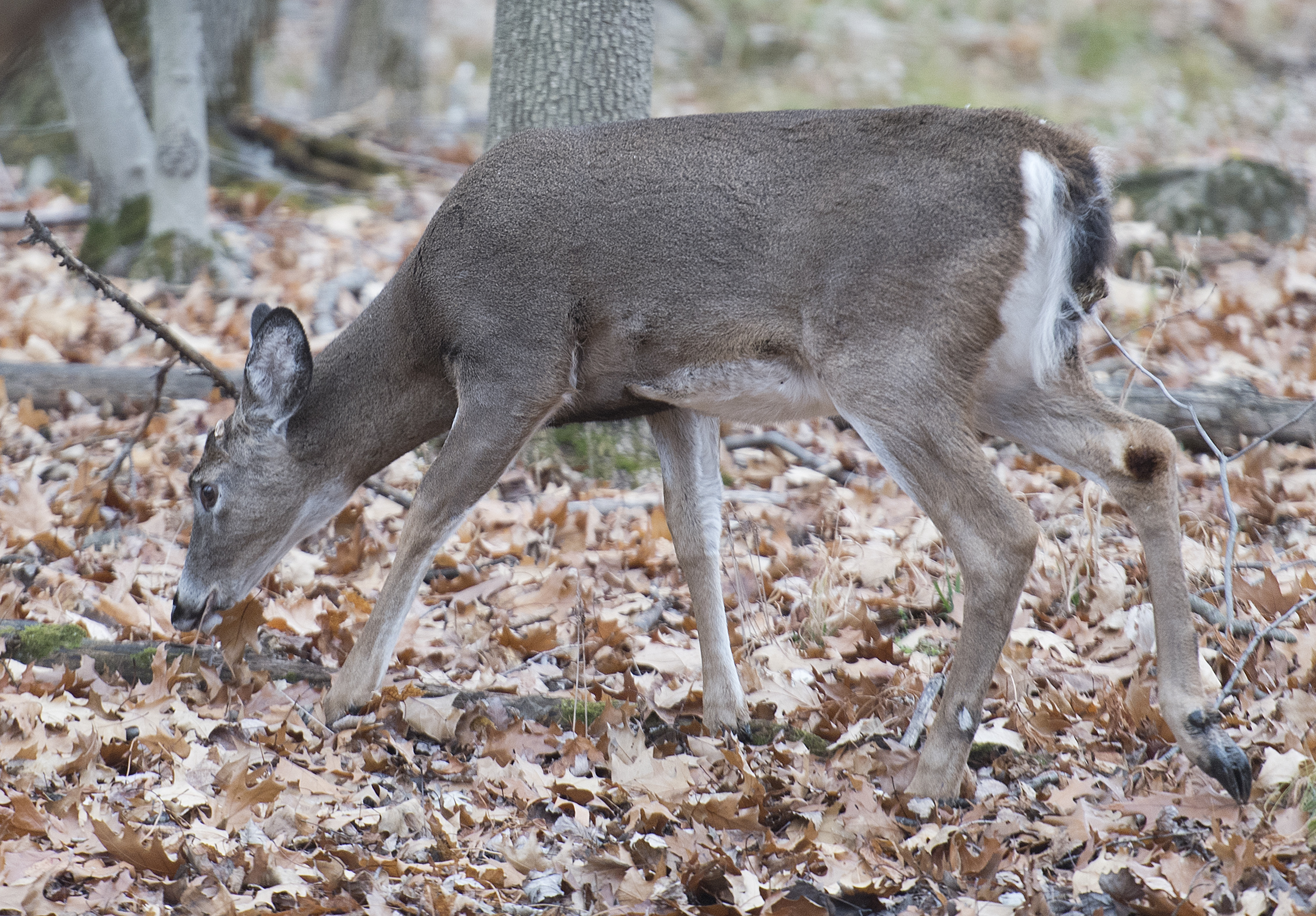 Que Deer Cull 20201114