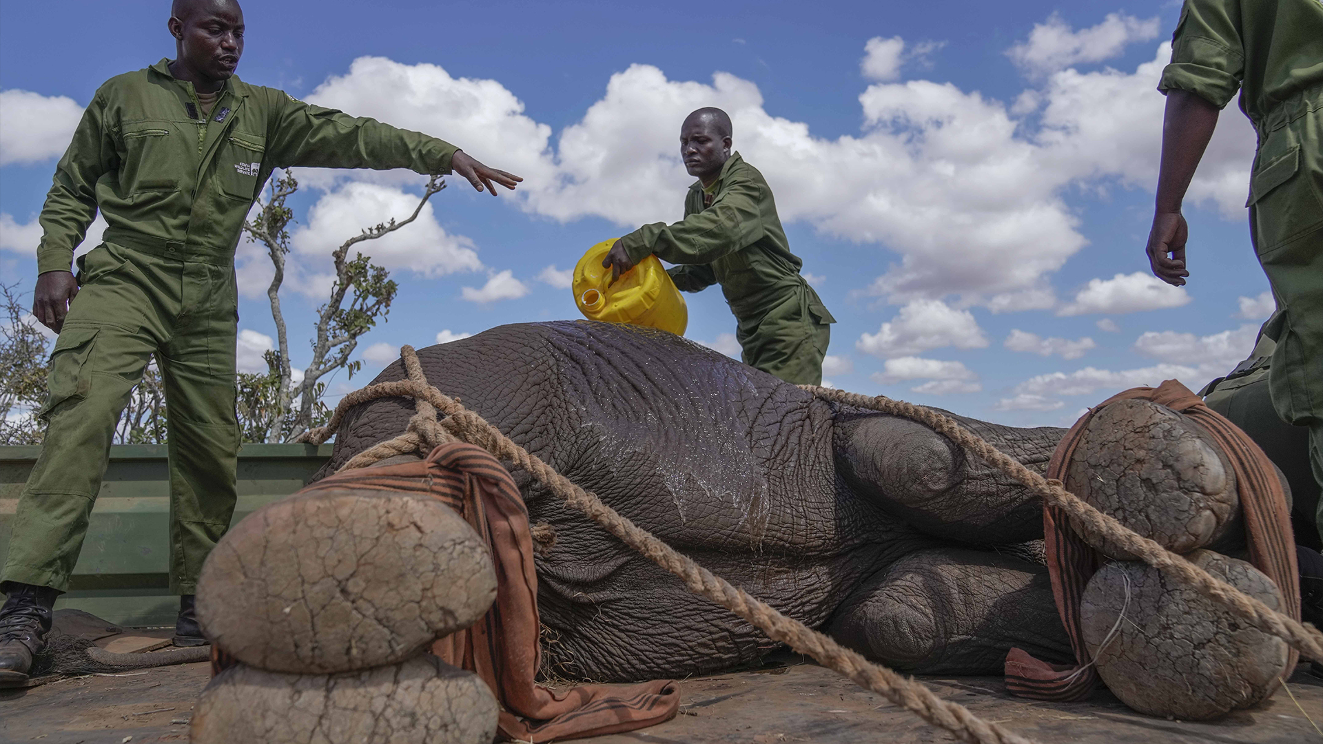 Des gardes forestiers du Kenya Wildlife Service et une équipe de capture refroidissent un éléphant sous sédatif dans le parc national de Mwea, à l'est de la capitale Nairobi, au Kenya, le lundi 14 octobre 2024. 