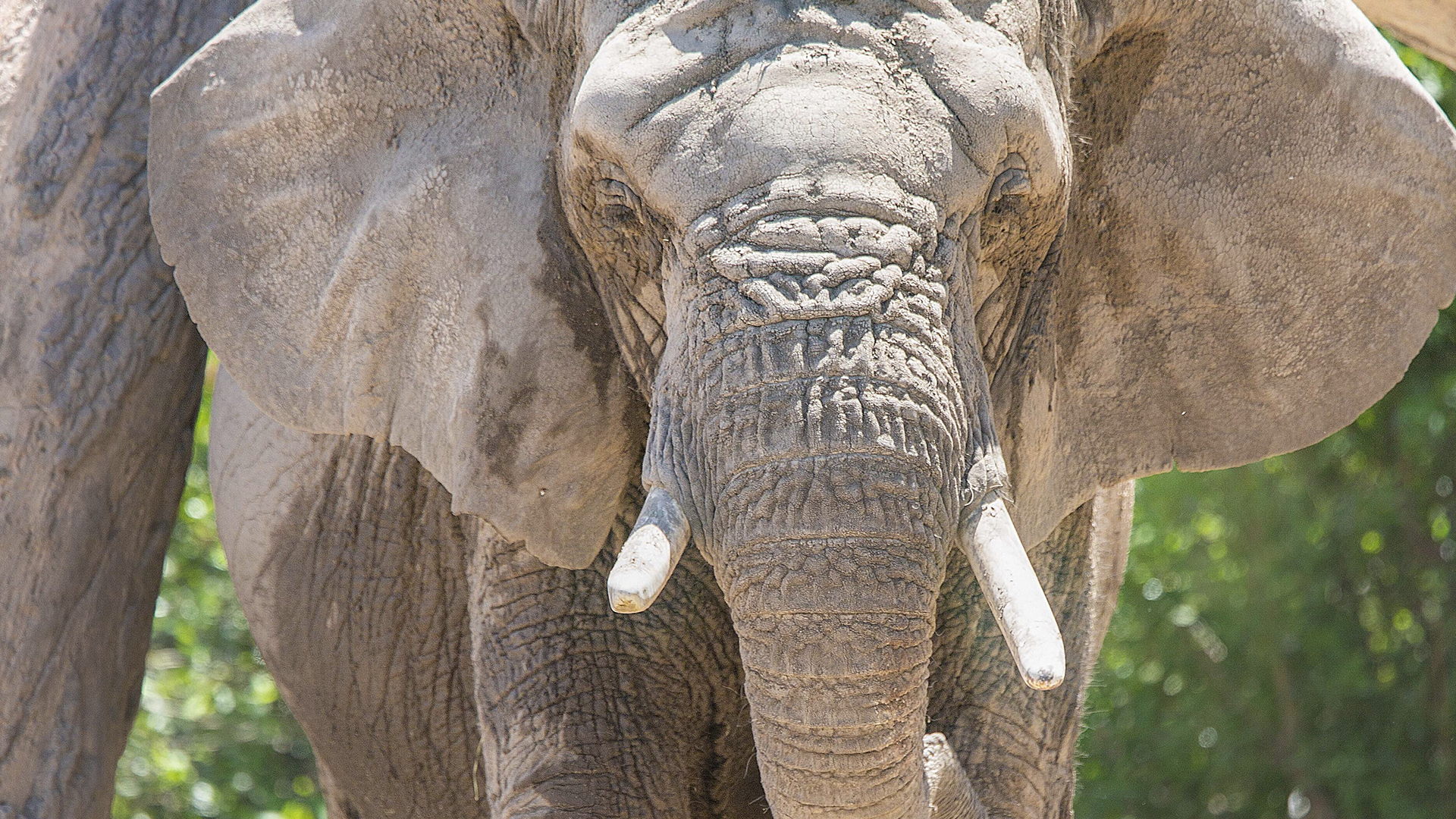 Cette photo non datée fournie par le zoo de Cheyenne Mountain montre l'éléphant «Kimba» au zoo de Colorado Springs, au Colorado.